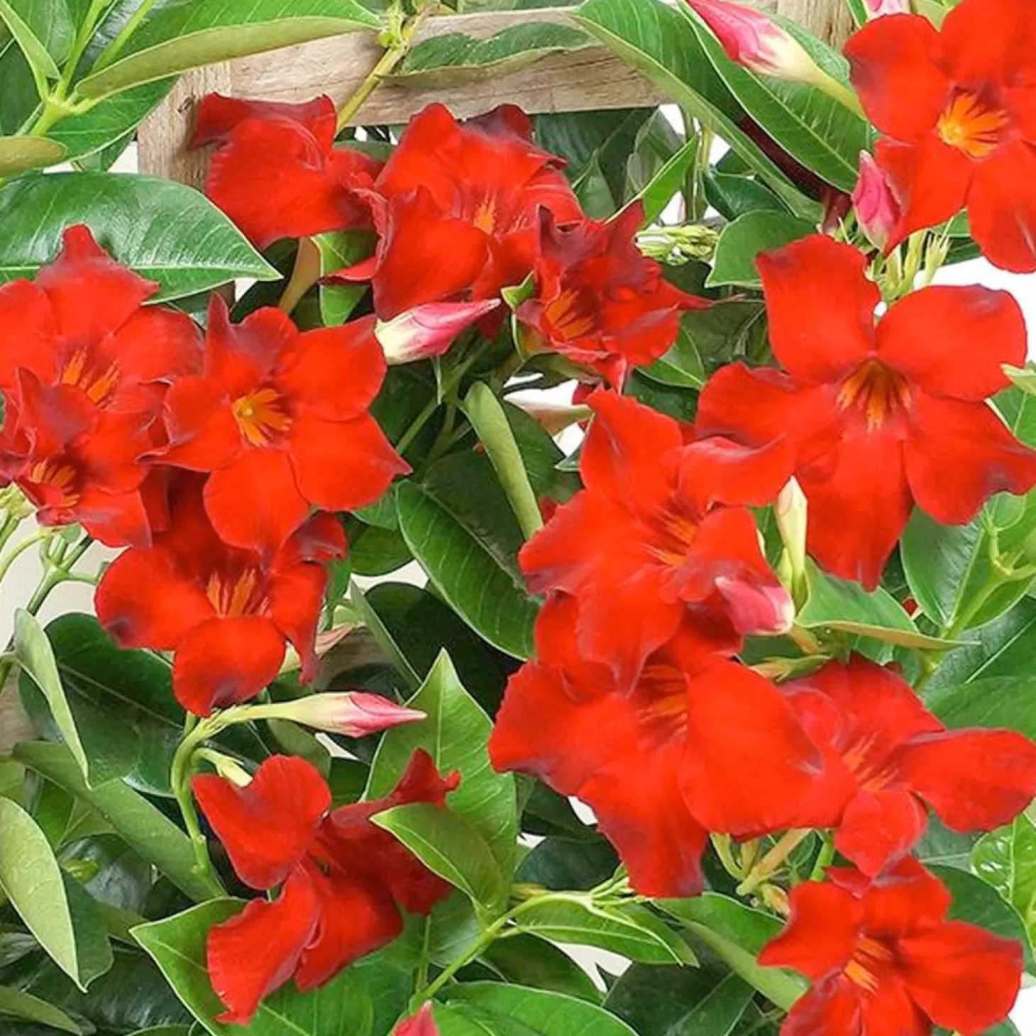 Landscape Plants>Roger's Gardens Mandevilla 'Velvet Red'™ - Velvet Red Mandevilla™ - 2 Gallon