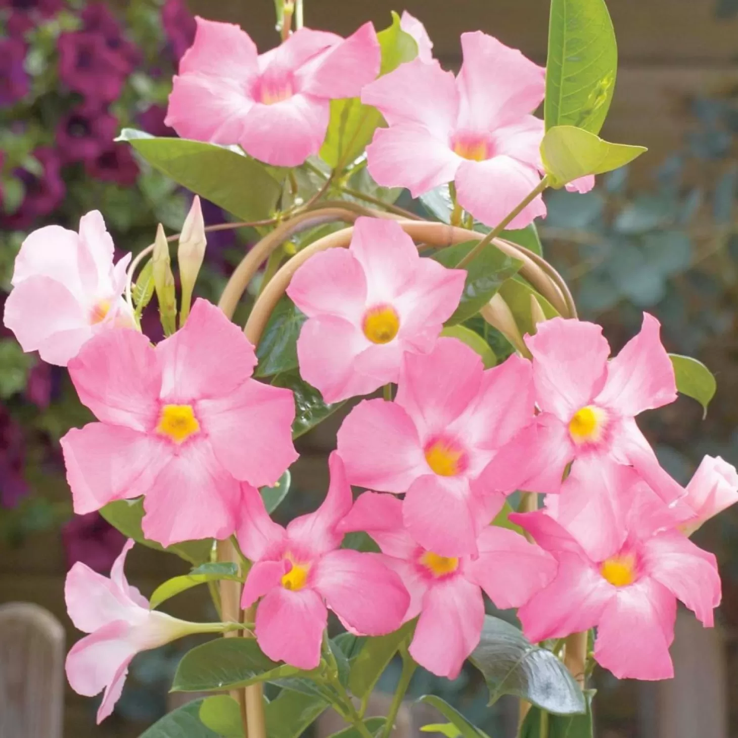 Landscape Plants>Roger's Gardens Mandevillea Giant Pink - Sun Parasol® Giant Pink Mandevilla - 2Gallon