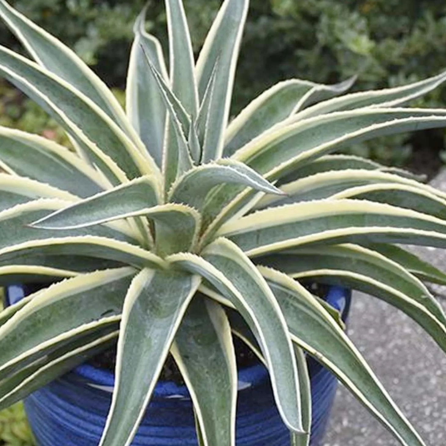 Landscape Plants>Roger's Gardens Mangave 'Navajo Princess' - Navajo Princess Mangave - 2 Gallon