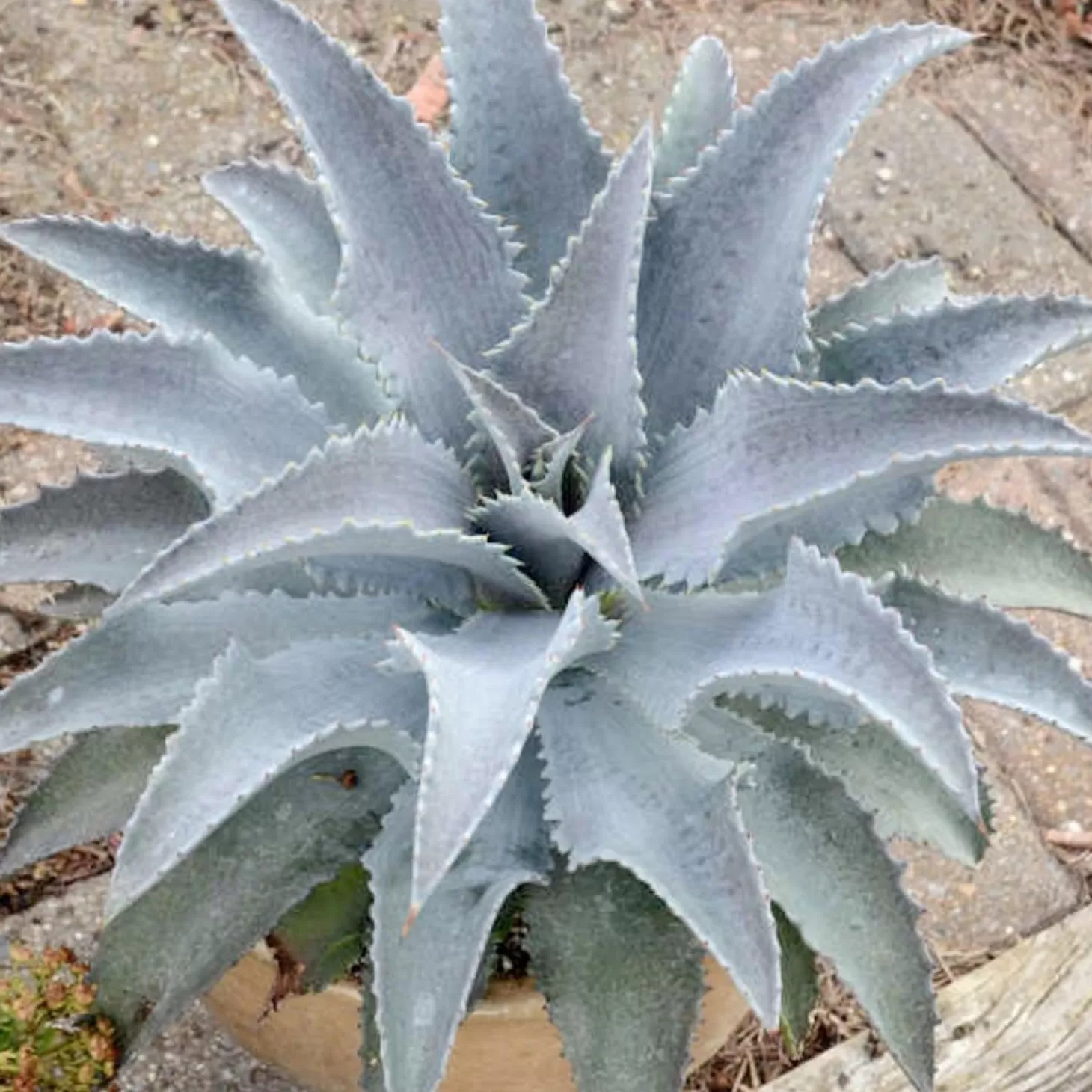 Landscape Plants>Roger's Gardens Mangave 'silver Fox'® Pp - Mangave - 2 Gallon