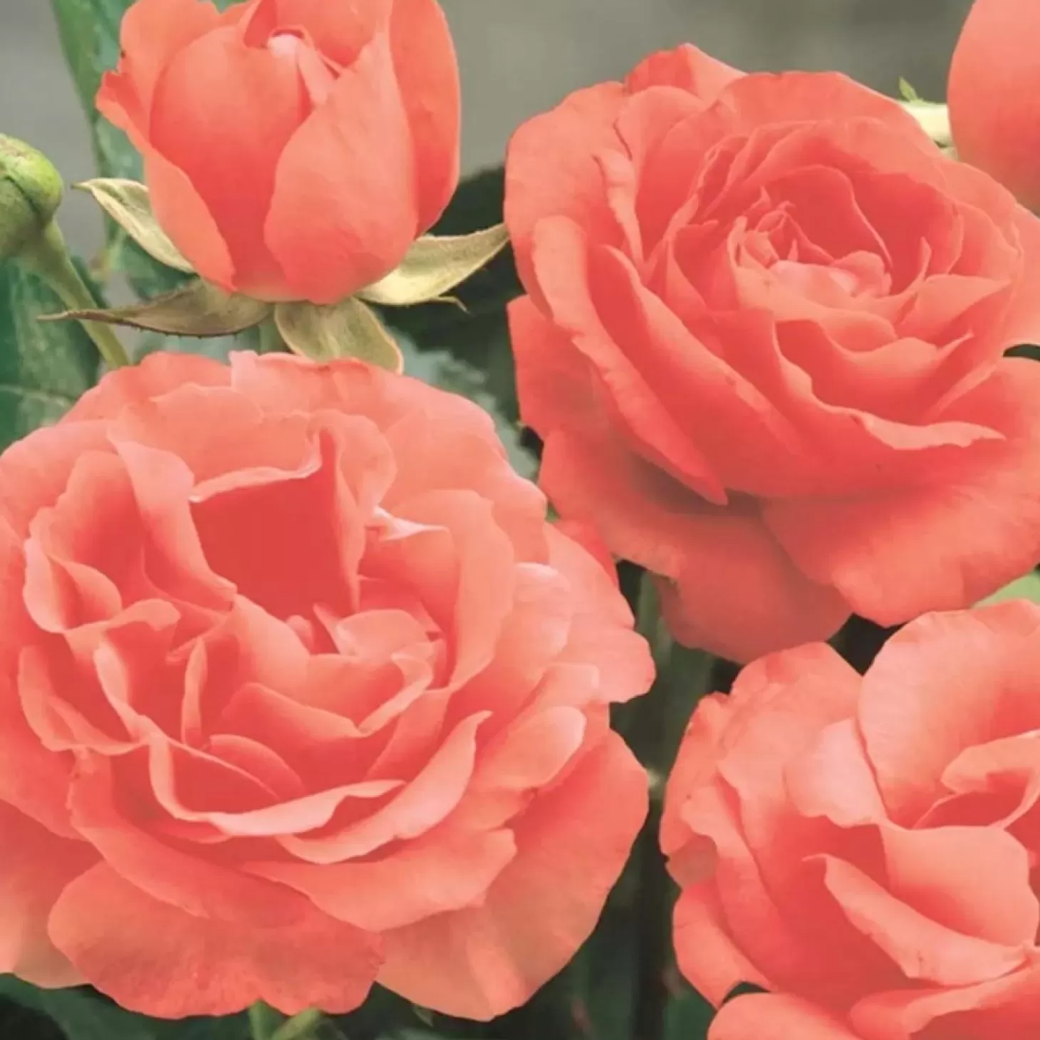 Roses>Roger's Gardens Marmalade Skies - 5 Gallon