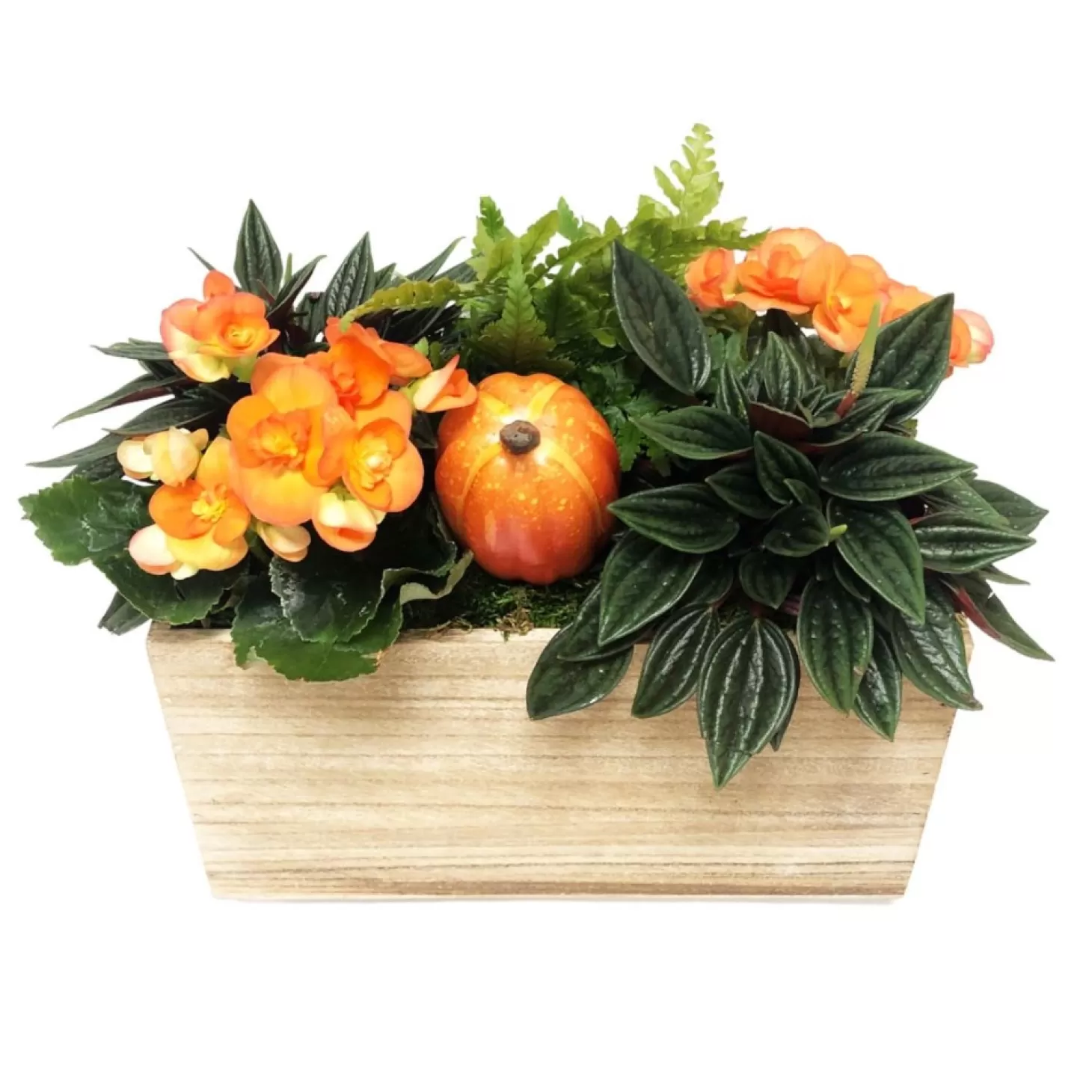 Indoor Planted Arrangements>Roger's Gardens Medium Traditional Fall Living Centerpiece