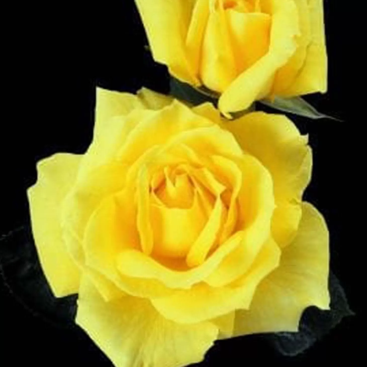 Roses>Roger's Gardens Mellow Yellow - 5 Gallon