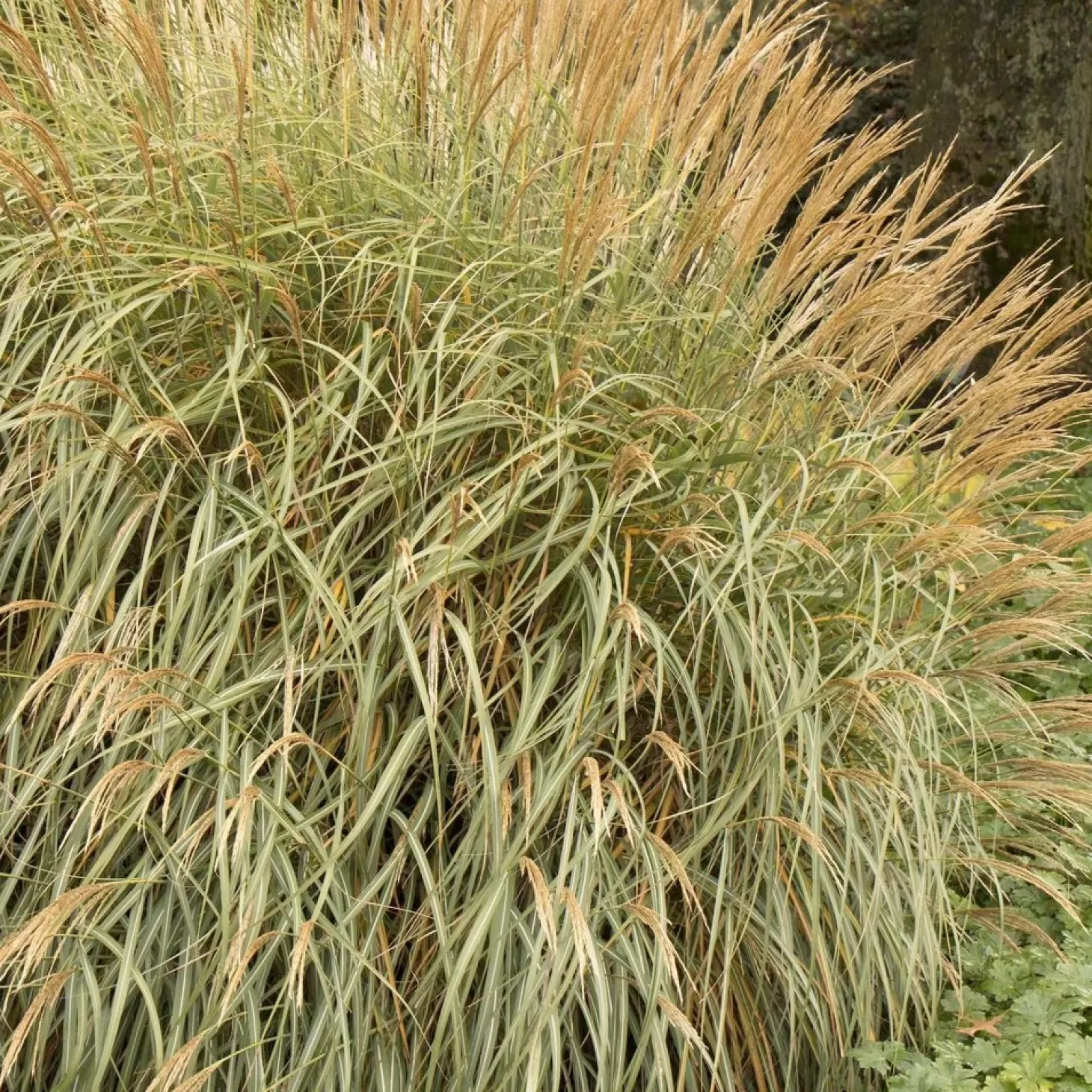 Landscape Plants>Roger's Gardens Miscanthus 'Adagio' - Adagio Maiden Grass - 2 Gallon