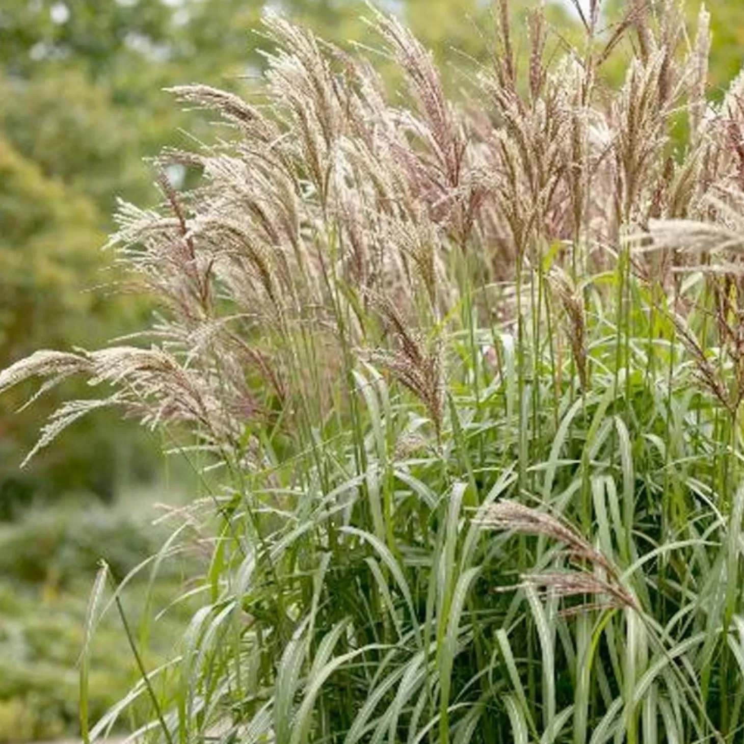 Landscape Plants>Roger's Gardens Miscanthus 'Maiden Grass'™ - Maiden Grass™ - 1 Gallon