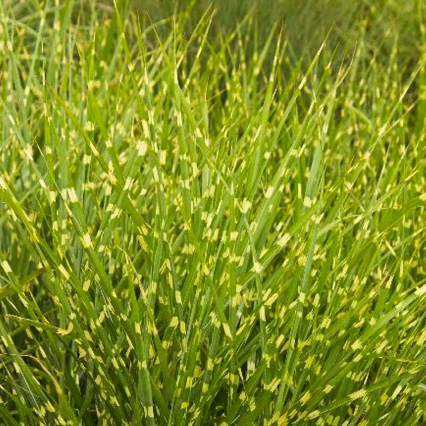 Landscape Plants>Roger's Gardens Miscanthus Sin. 'strictus' - Variegated Maiden Grass - 1 Gallon