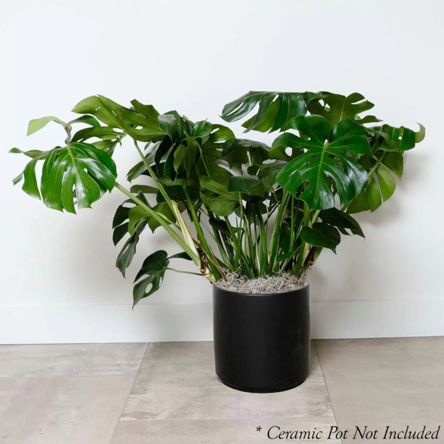 Indoor Plants>Roger's Gardens Monstera Deliciosa - 10In