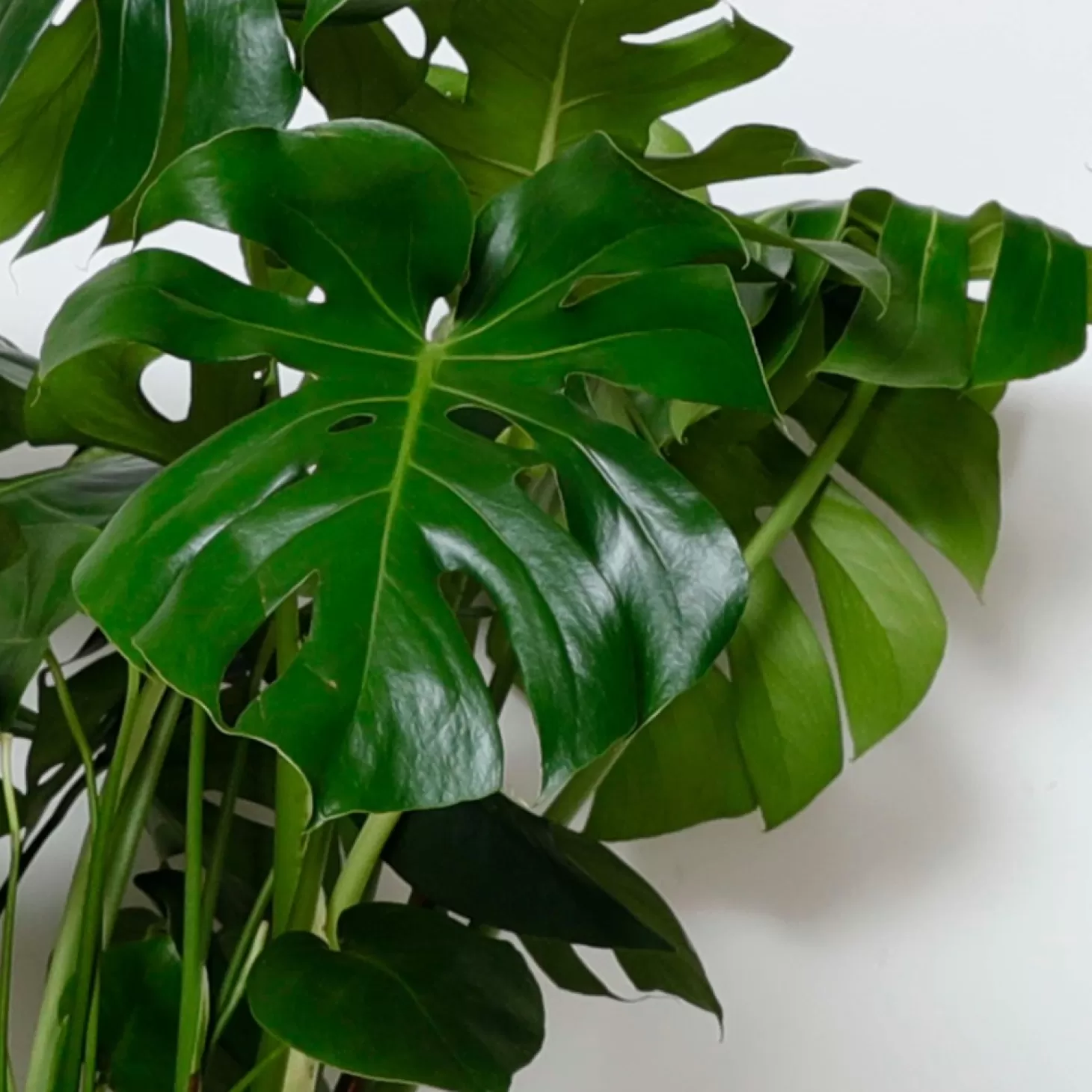 Indoor Plants>Roger's Gardens Monstera Deliciosa - 10In