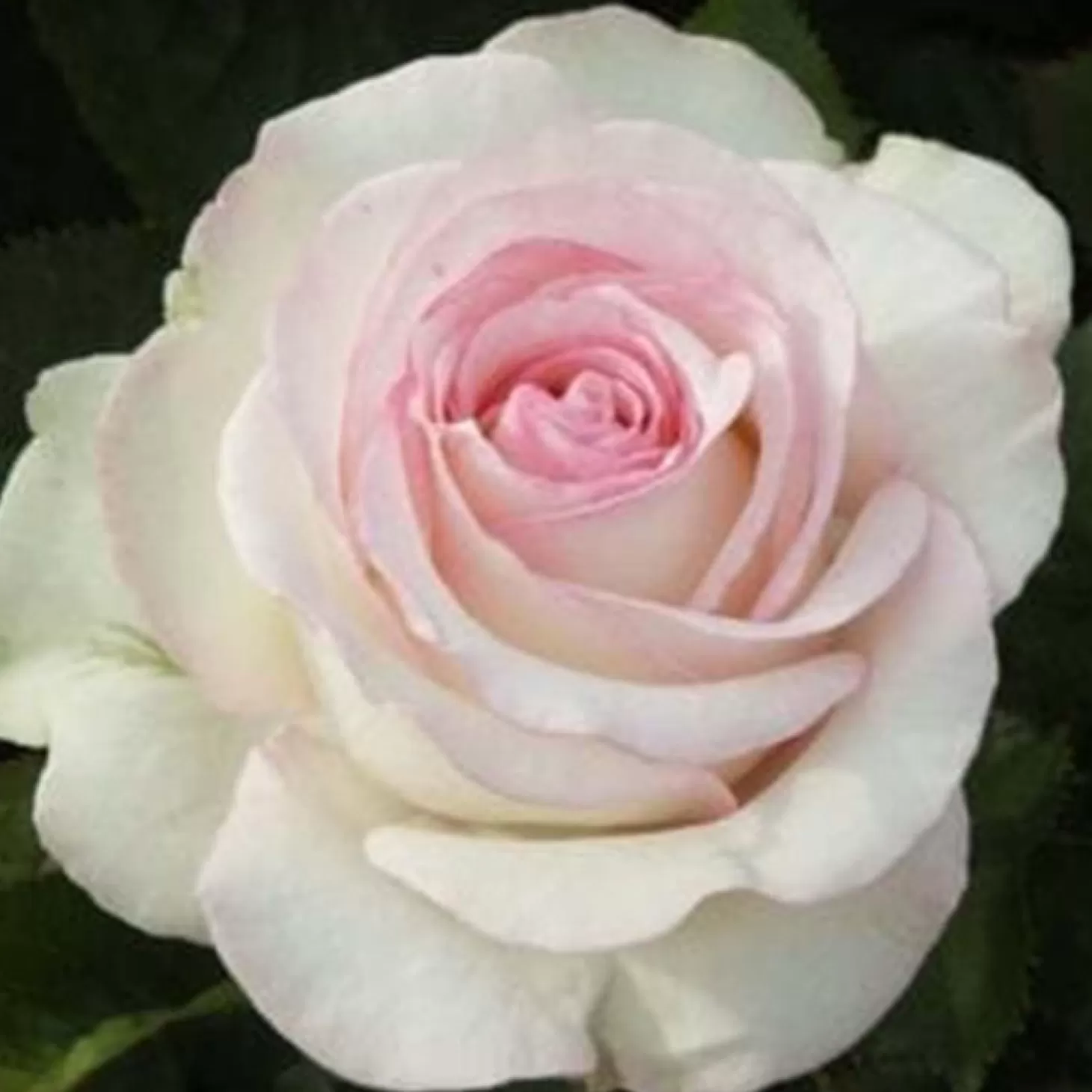 Roses>Roger's Gardens Moonstone - 5 Gallon