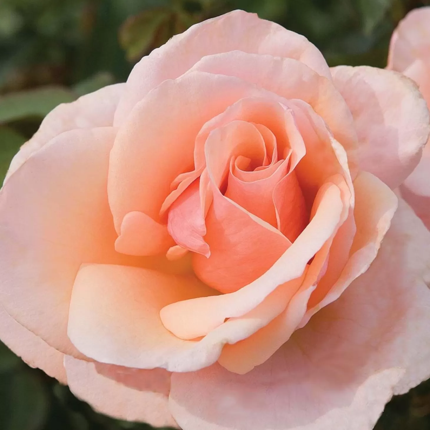 Roses>Roger's Gardens Mother Of Pearl - 5 Gallon