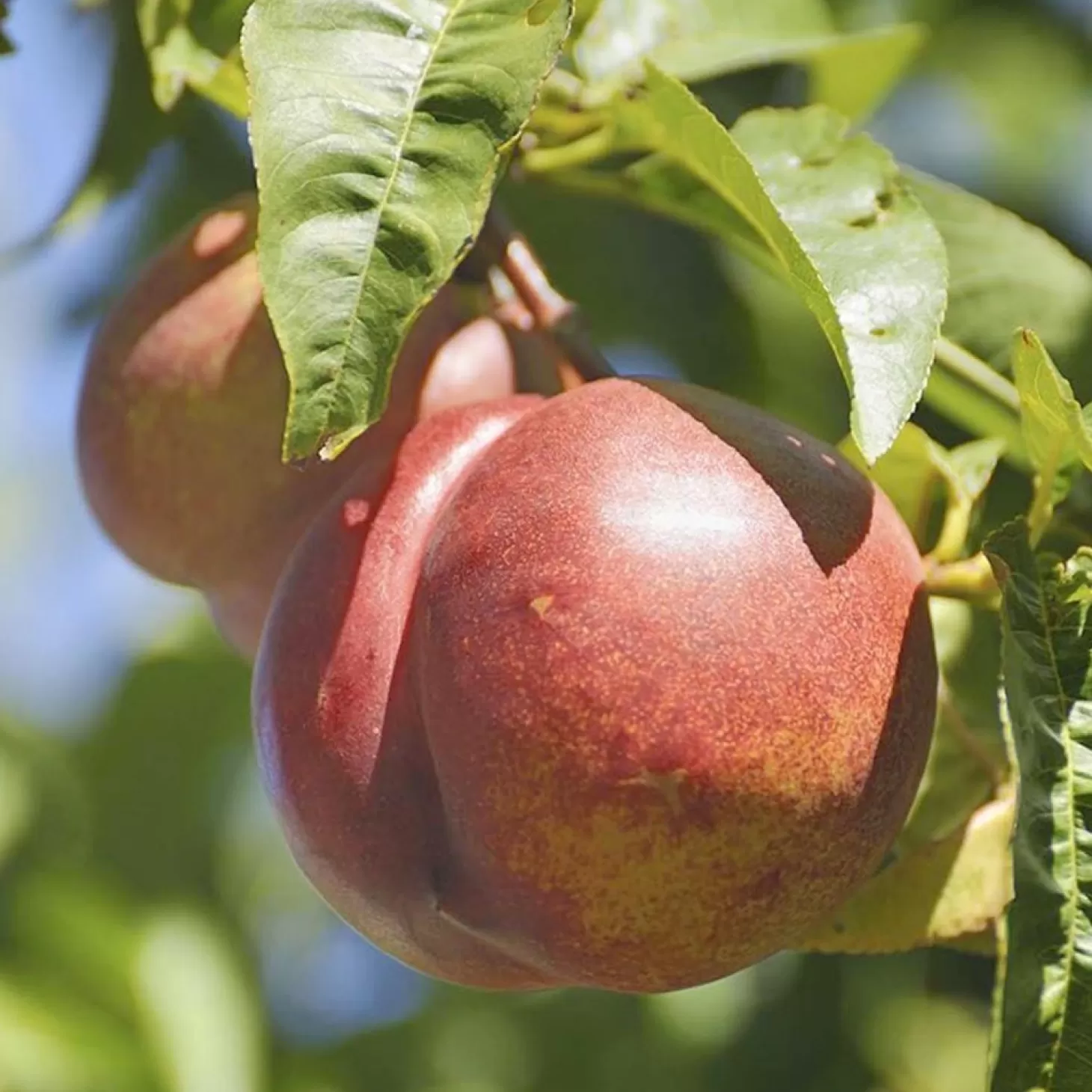 Fruit Trees>Roger's Gardens Nectaplum 'spice Zee' - Semi-Dwarf - 24" Box