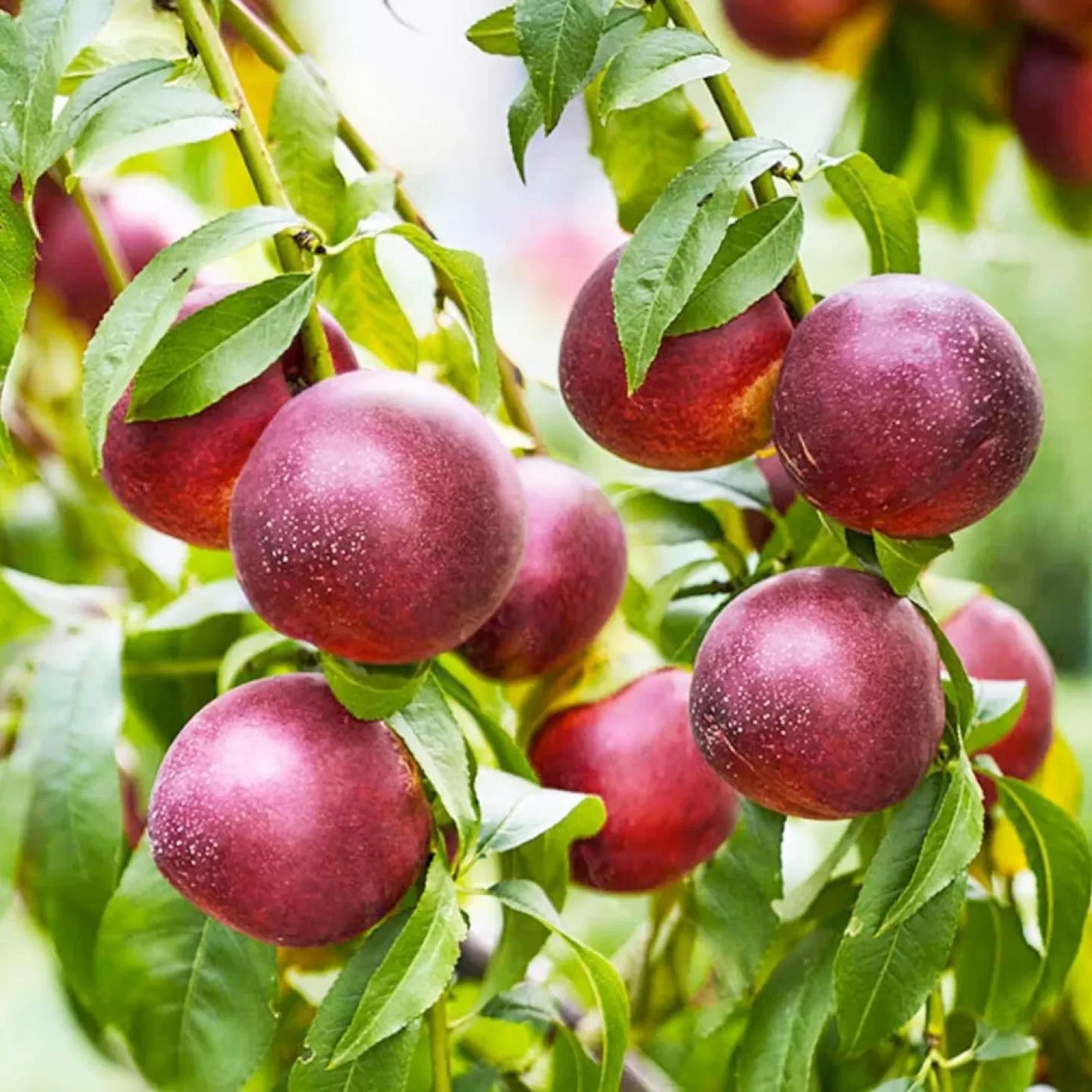 Fruit Trees>Roger's Gardens Nectarine 'Double Delight' - Std.Root - Pink Flowering - #15 Gallon