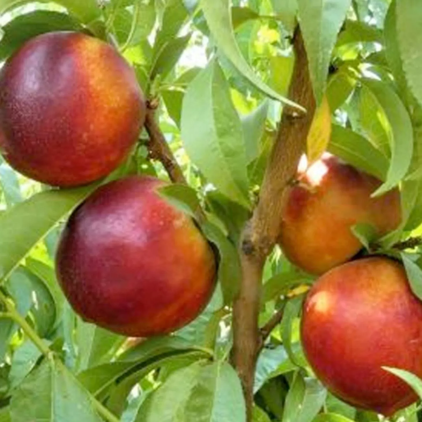 Landscape Plants>Roger's Gardens Nectarine 'Garden Delight' - Miniature - #7 Gallon