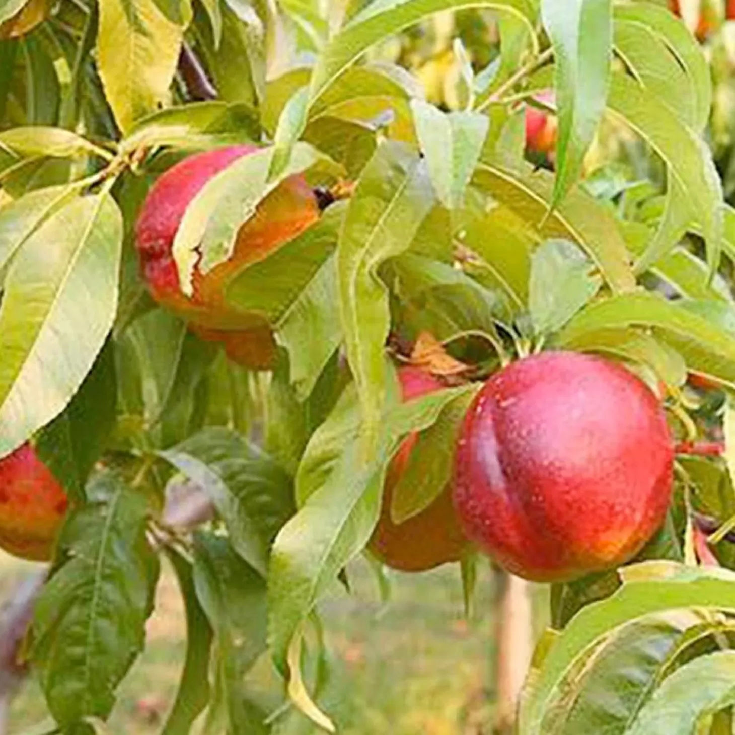 Fruit Trees>Roger's Gardens Nectarine 'Goldmine' - Semi-Dwarf - 24" Box