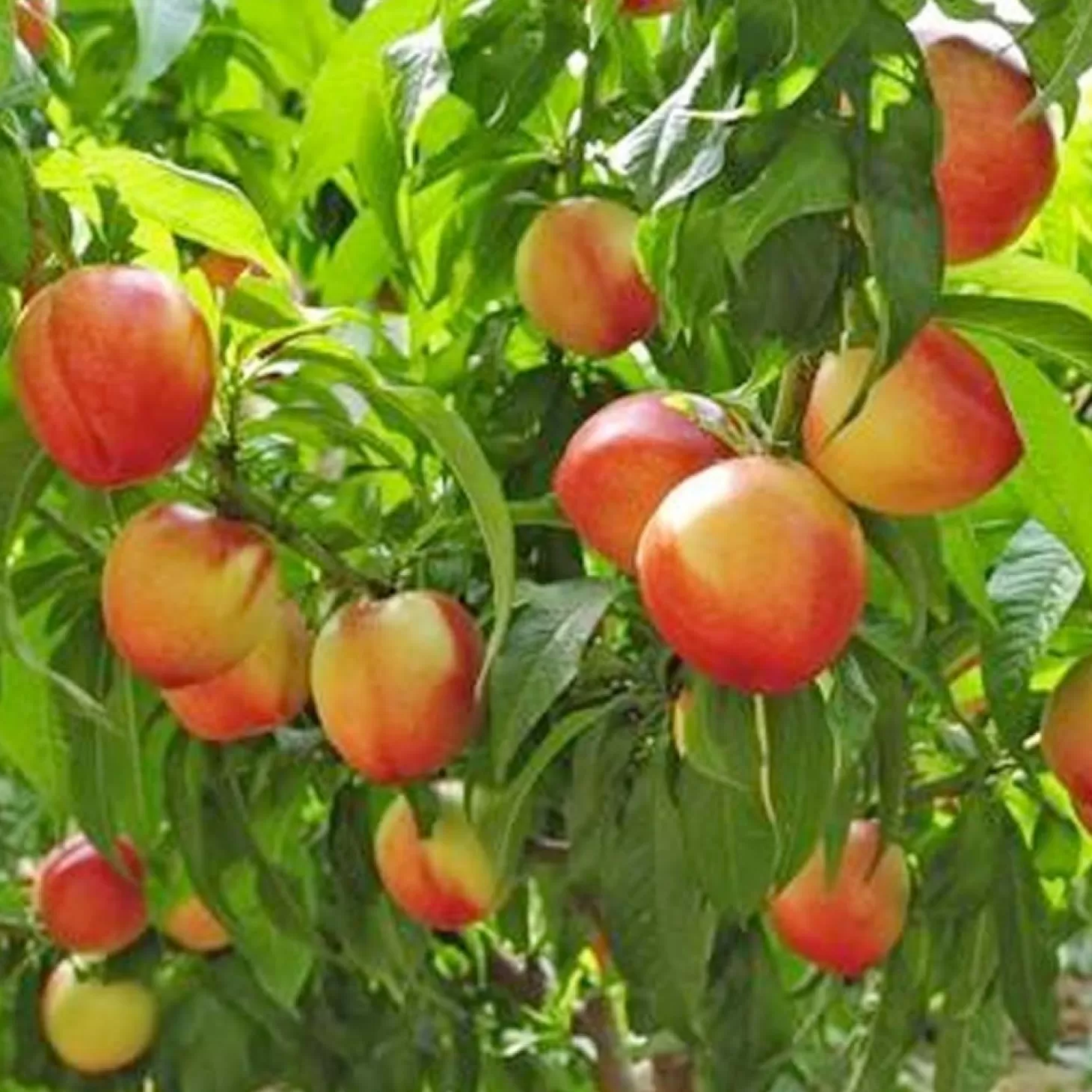 Fruit Trees>Roger's Gardens Nectarine 'Nectar Babe' - Miniature - #5 Gallon