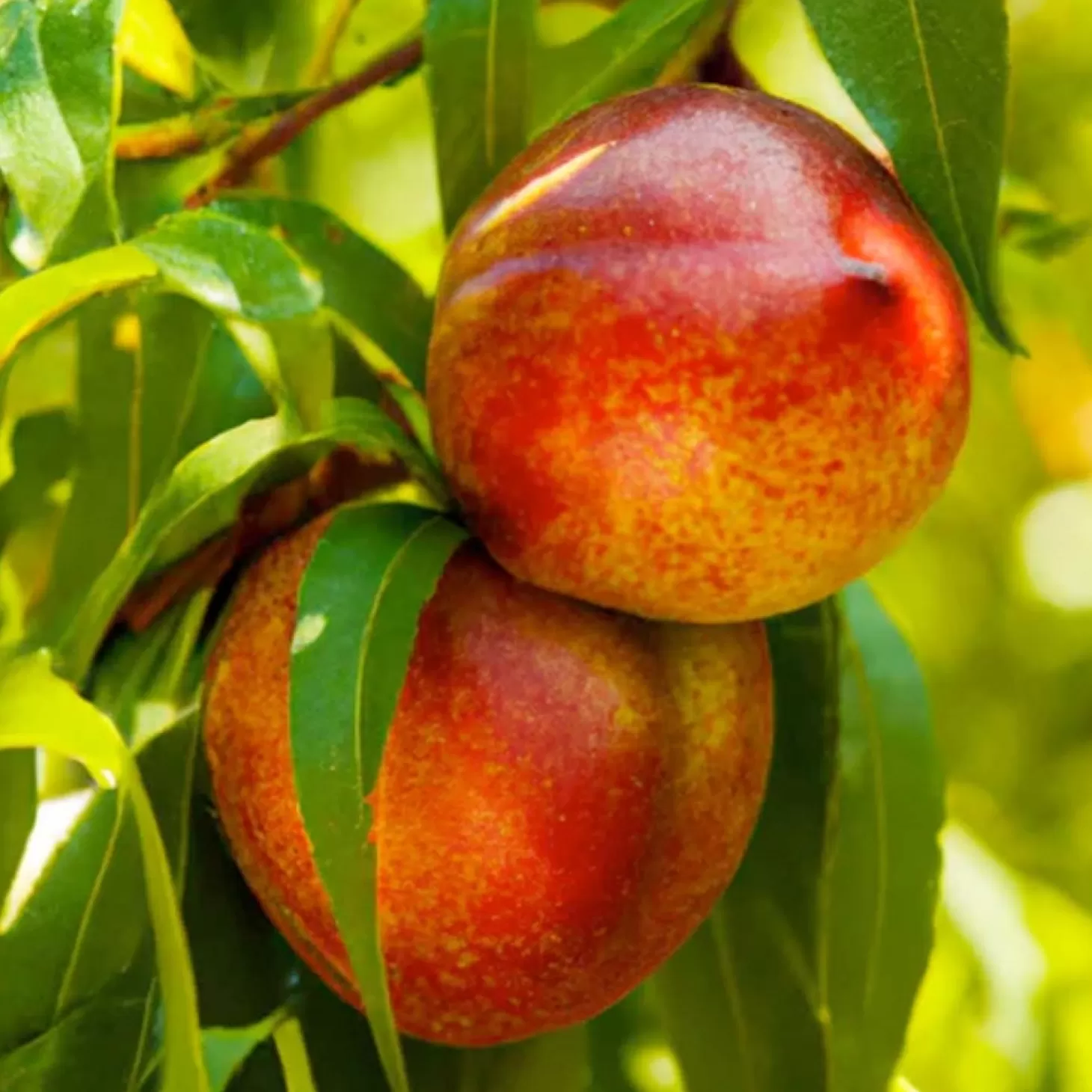 Fruit Trees>Roger's Gardens Nectarine 'Panamint' - Semi-Dwarf - #15 Gallon