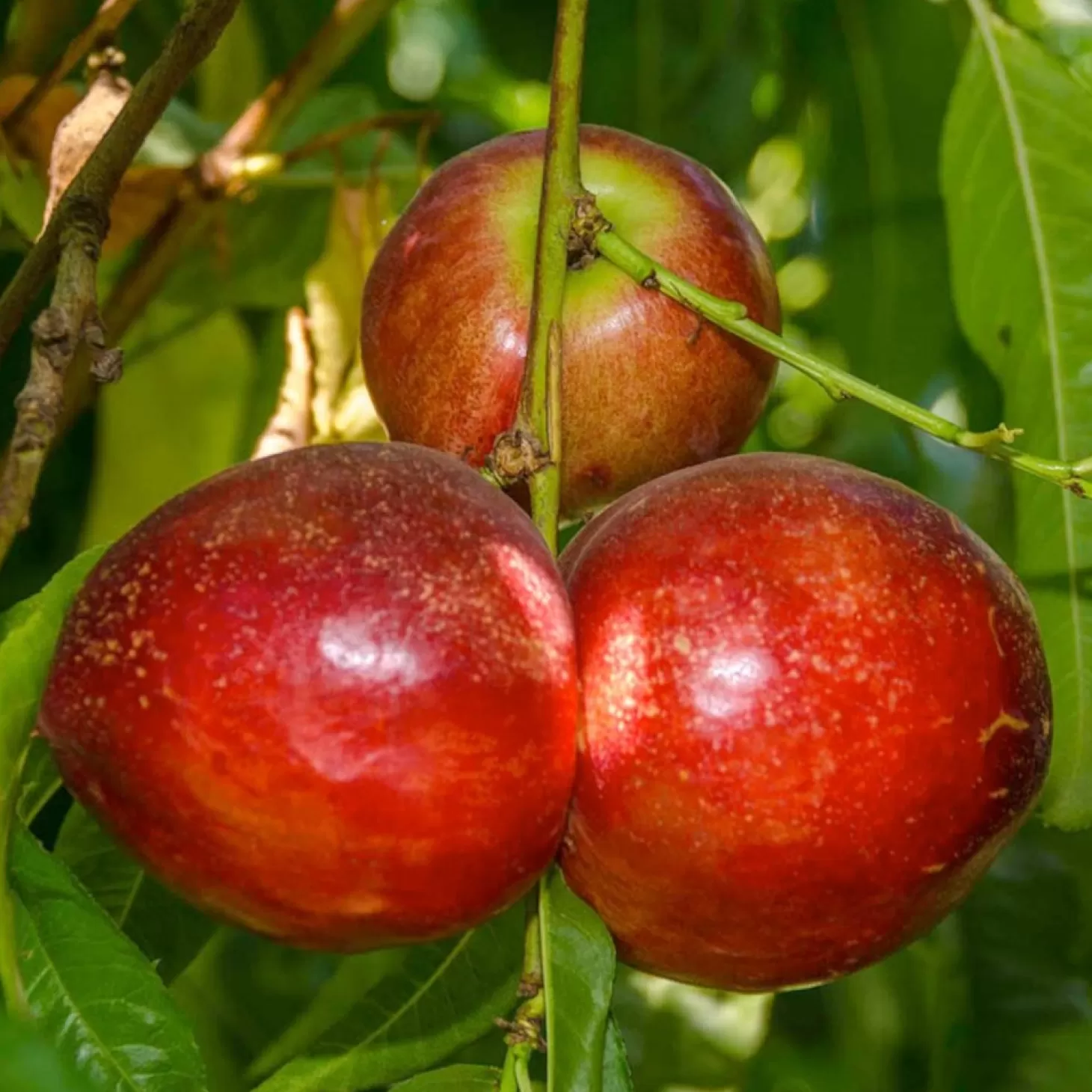 Fruit Trees>Roger's Gardens Nectarine 'snow Queen' - Std. Root - #5 Gallon