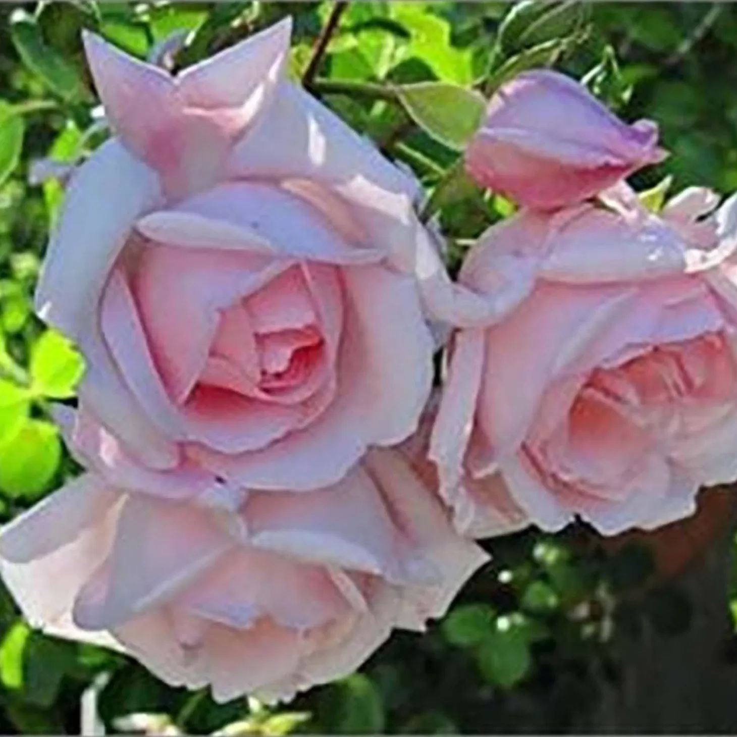 Roses>Roger's Gardens New Dawn - Staked - 5 Gallon