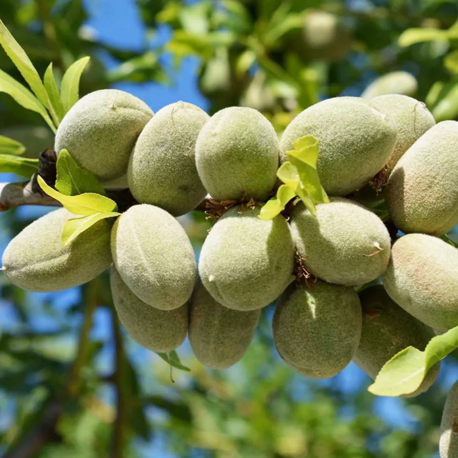 Fruit Trees>Roger's Gardens Nut Almond 'All-In-One' - Genetic Dwarf - #5 Gallon