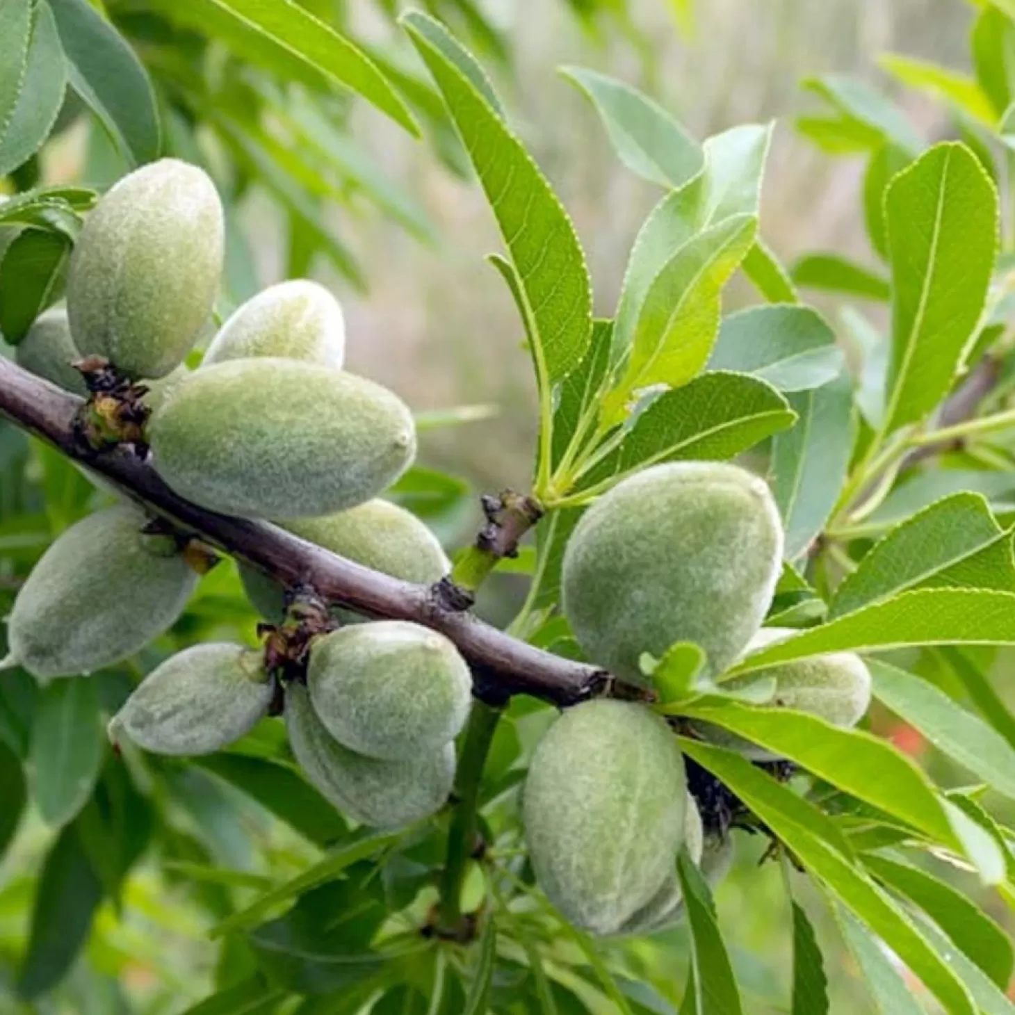 Fruit Trees>Roger's Gardens Nut Almond 'Garden Prince' - Genetic Dwarf - #5 Gallon