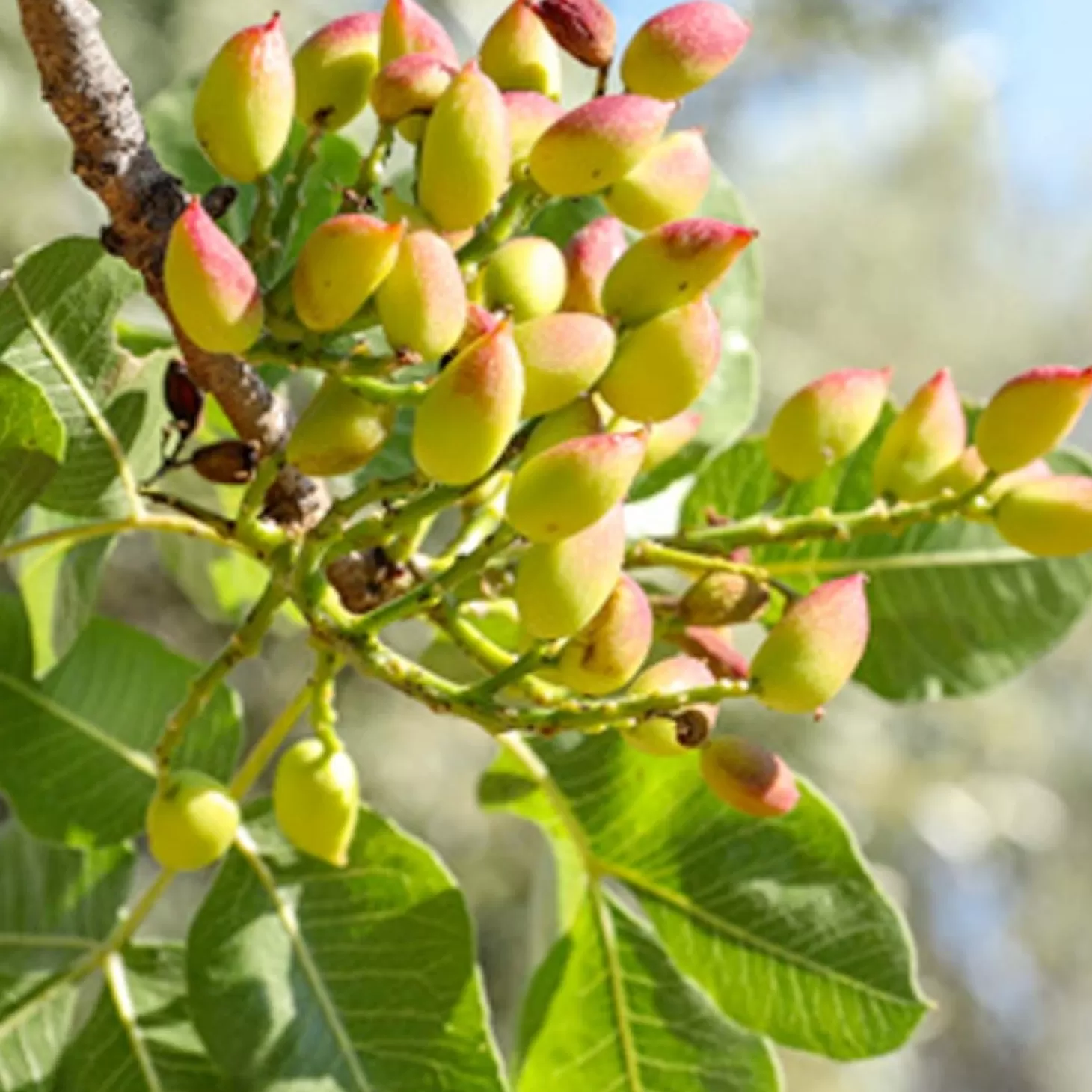 Fruit Trees>Roger's Gardens Nut Pistachio 'Kerman' (Female) - #5 Gallon