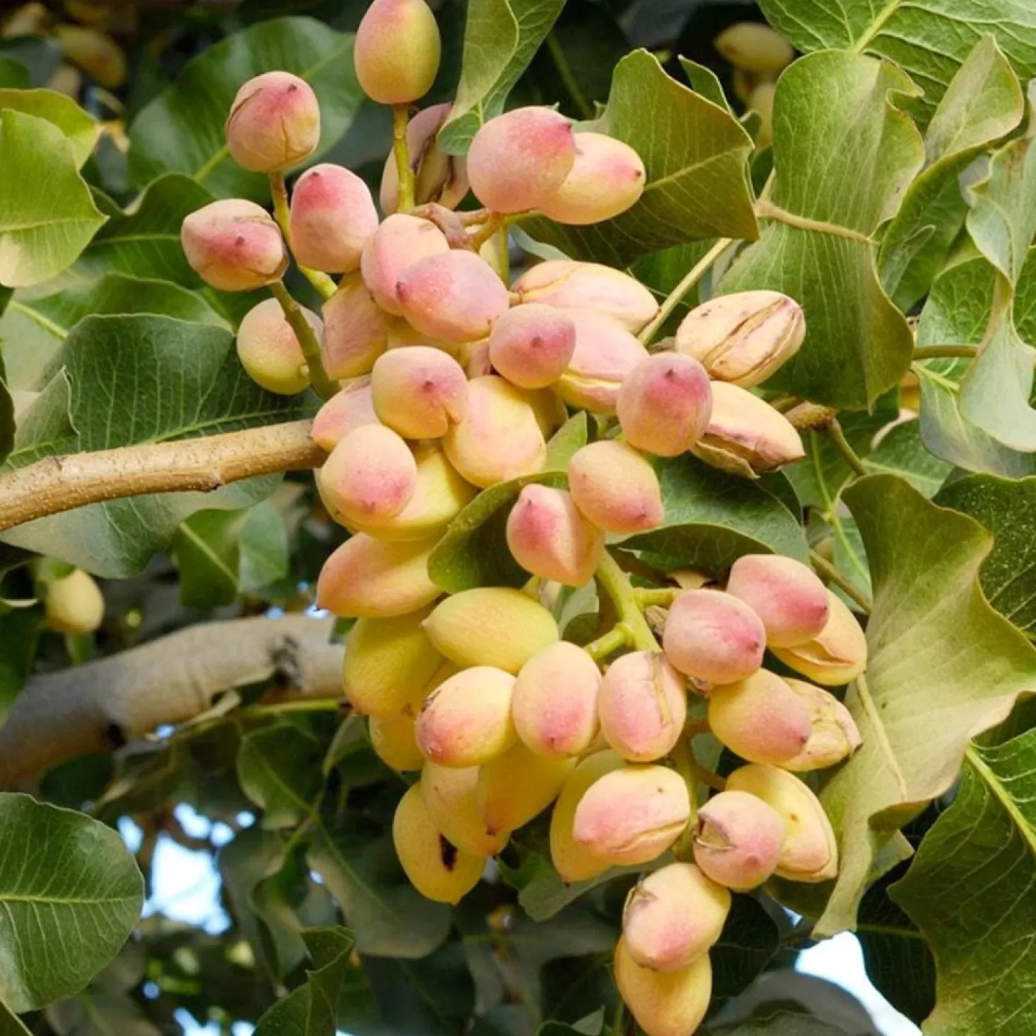 Fruit Trees>Roger's Gardens Nut Pistachio 'Peters' (Male) - #5 Gallon