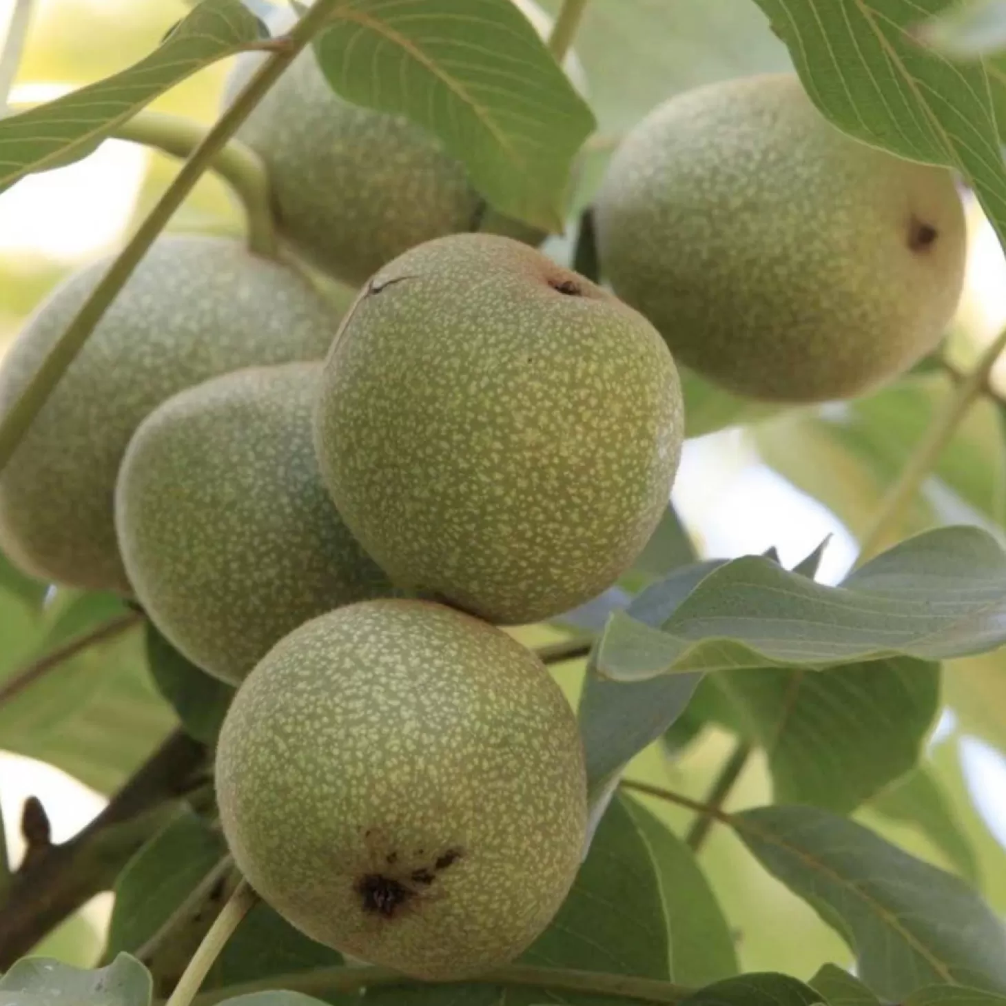 Fruit Trees>Roger's Gardens Nut Walnut 'Pedro' - #15 Gallon