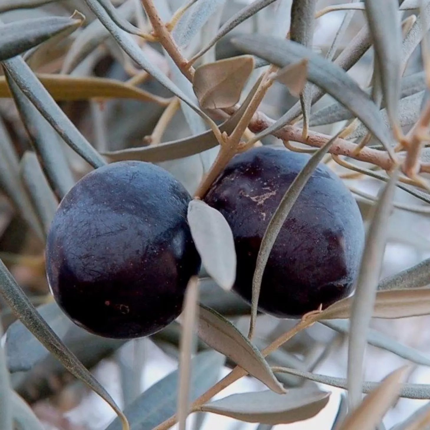 Landscape Plants>Roger's Gardens Olea Europ. 'sevillano' - Sevillano Fruiting Olive - 5 Gallon