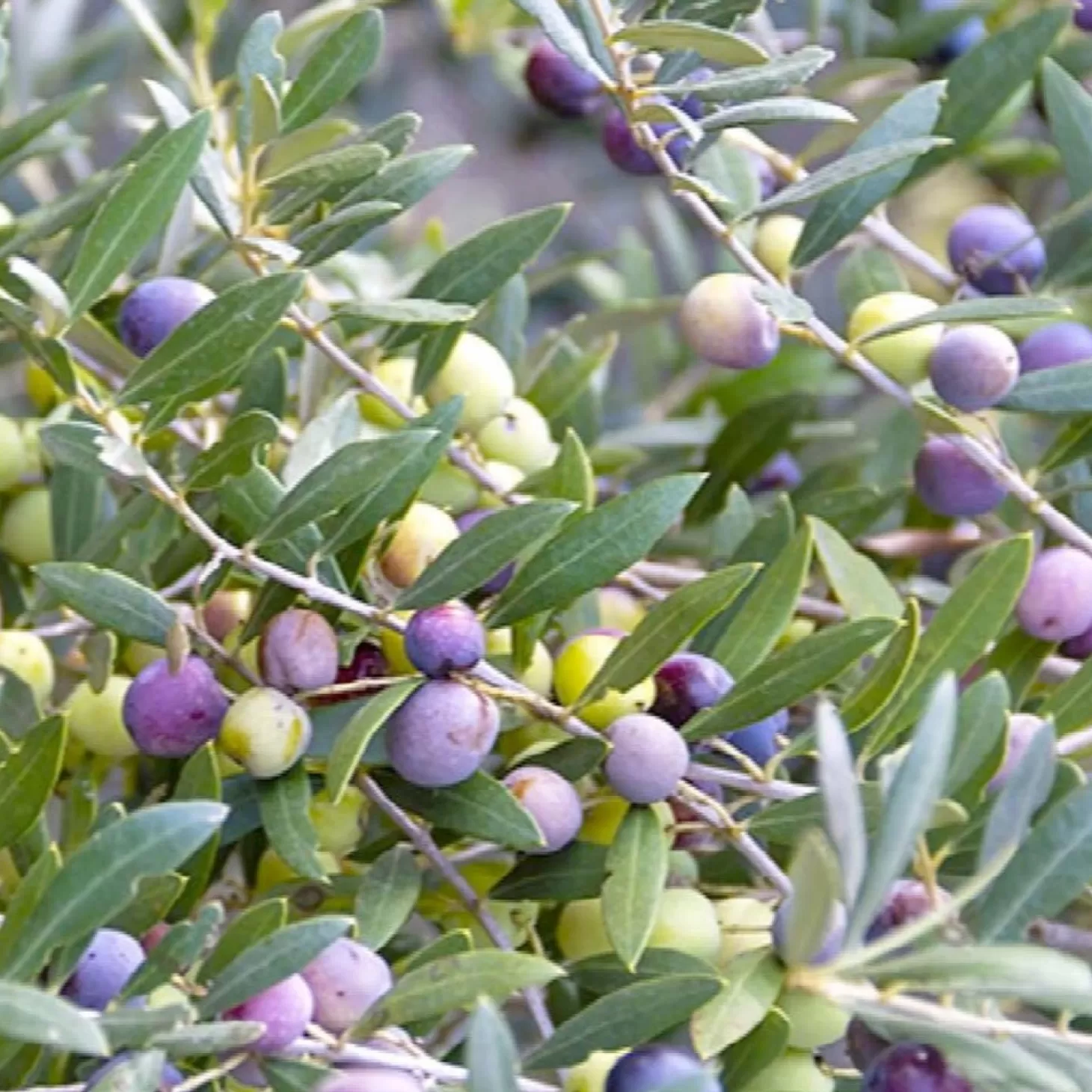 Fruit Trees>Roger's Gardens Olea Europaea 'Arbequina' - #5 Gallon