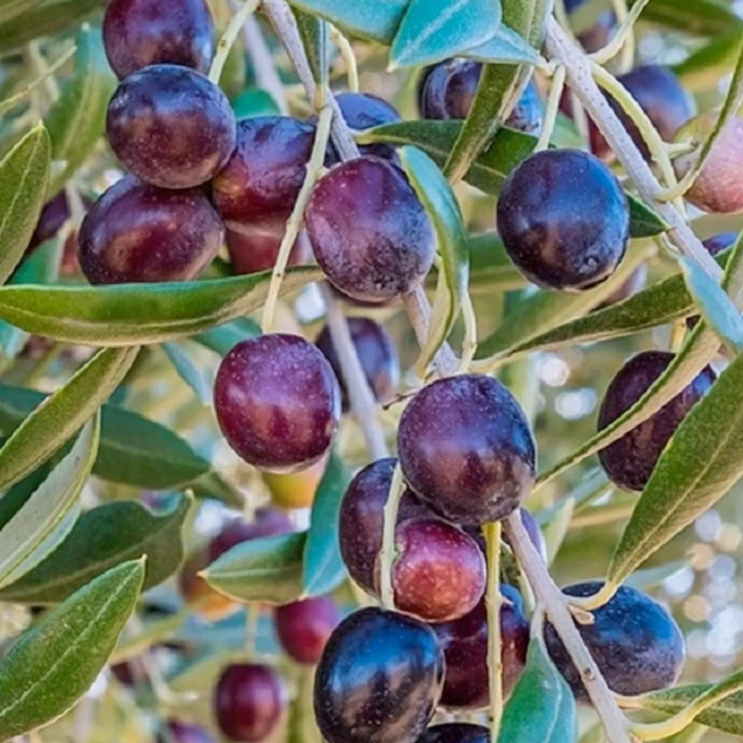 Fruit Trees>Roger's Gardens Olea Europaea 'Koroneiki' - #5 Gallon