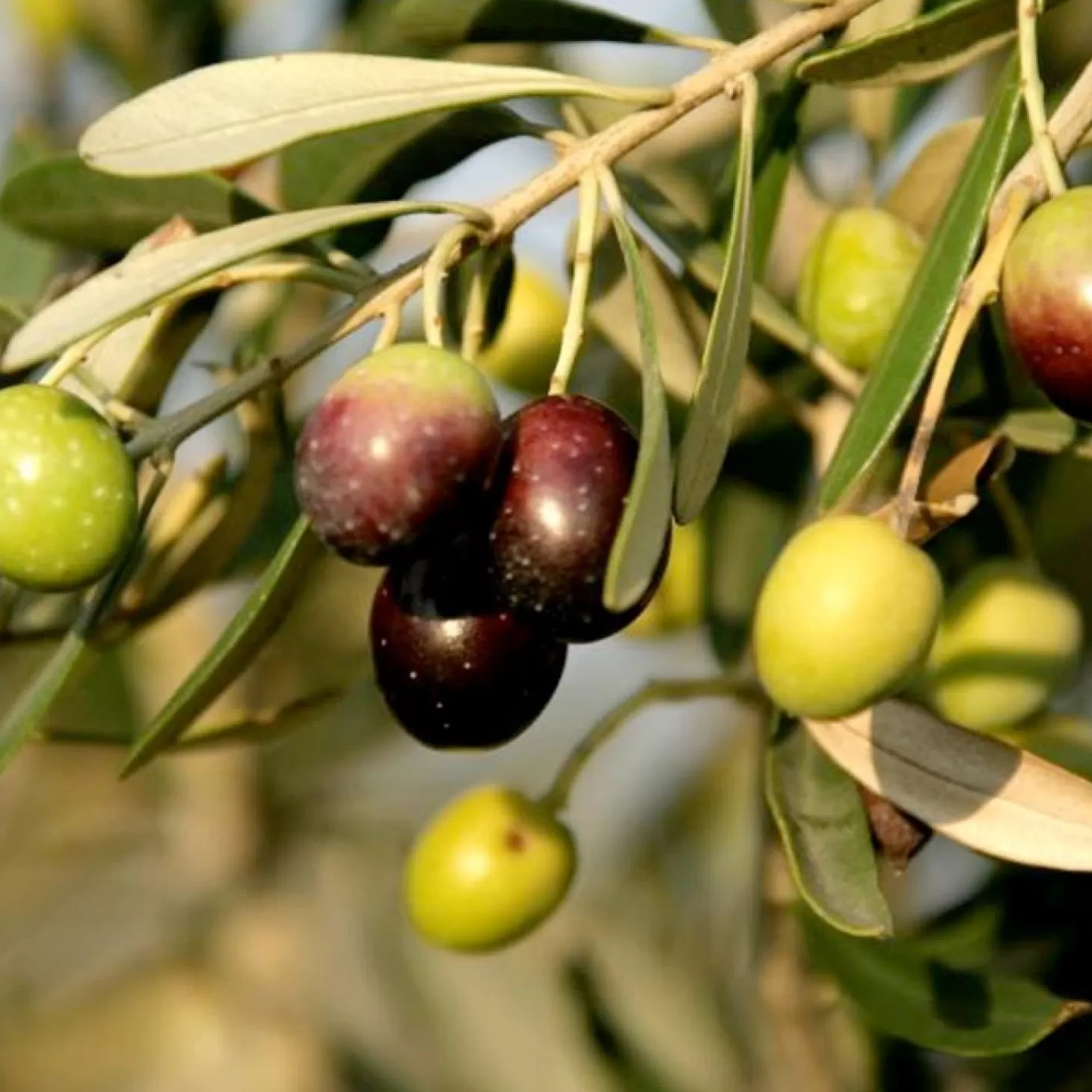 Fruit Trees>Roger's Gardens Olea Europaea 'Mission' - 24" Box