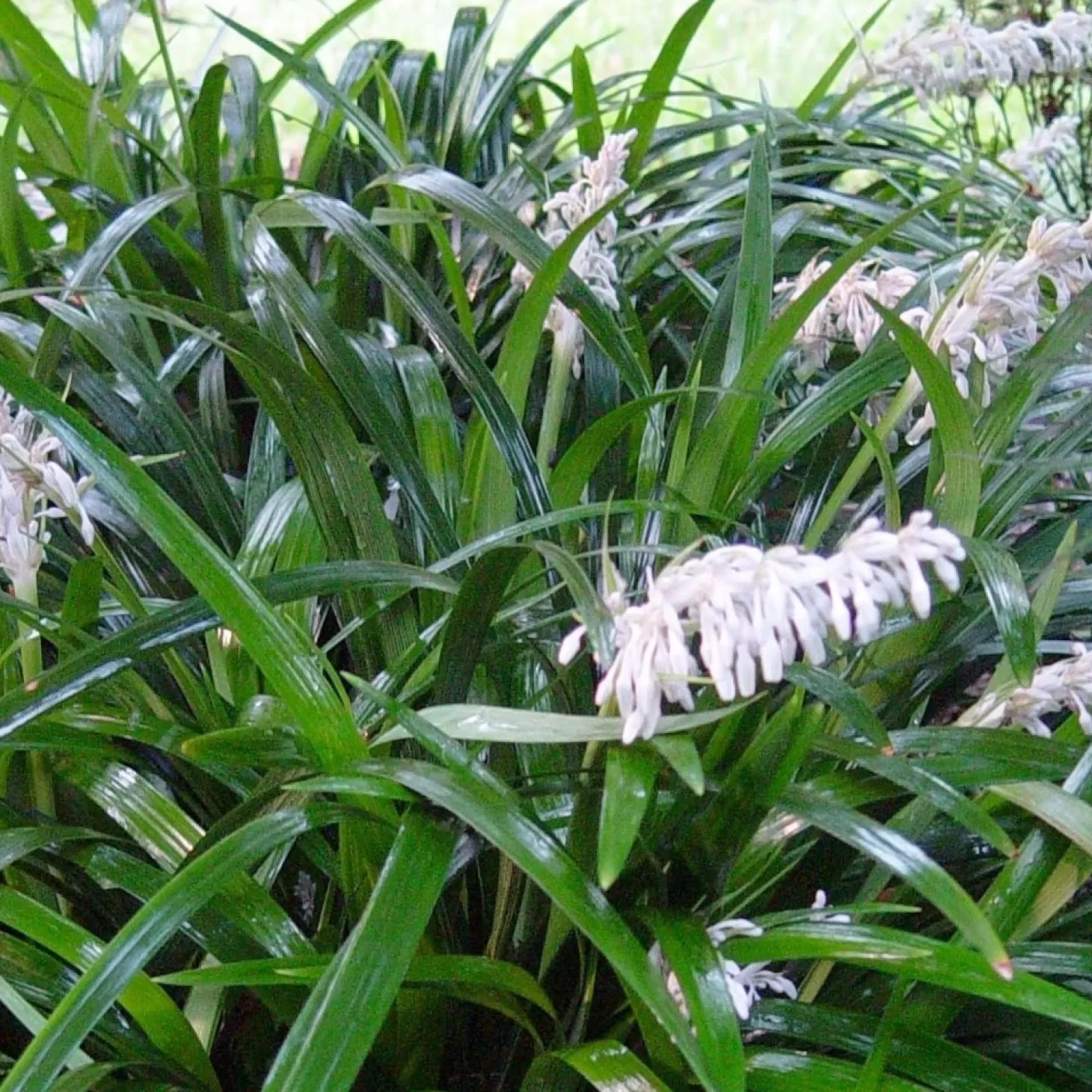 Landscape Plants>Roger's Gardens Ophiopogon Japonicus - Mondo Grass - 1 Gallon