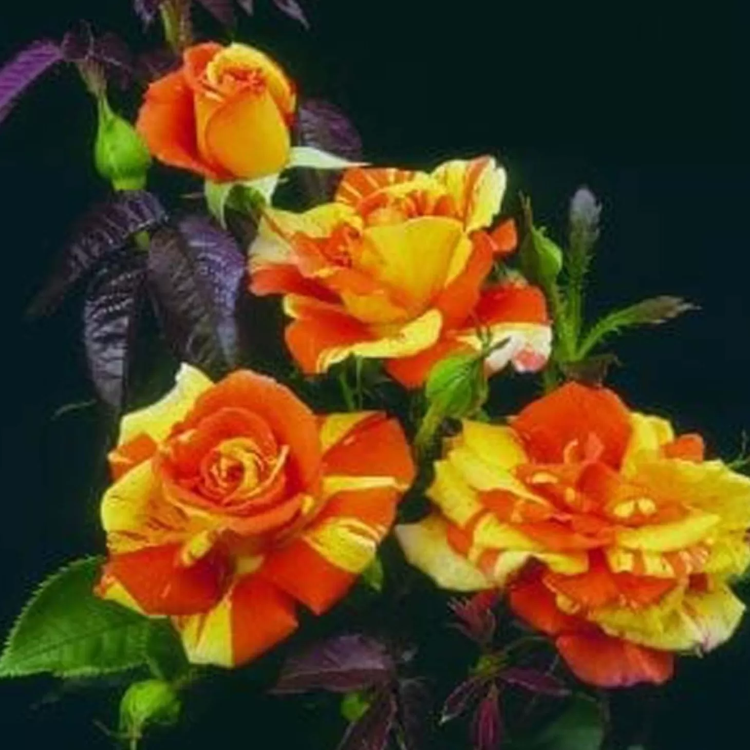 Roses>Roger's Gardens Oranges N Lemons - 5 Gallon