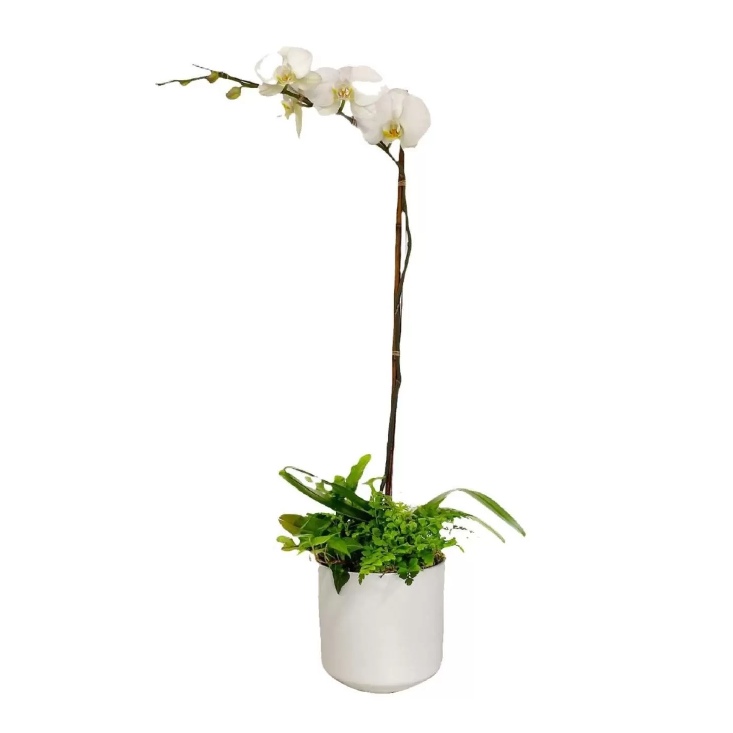 Indoor Planted Arrangements>Roger's Gardens Orchid & Greens In Medium White Pot