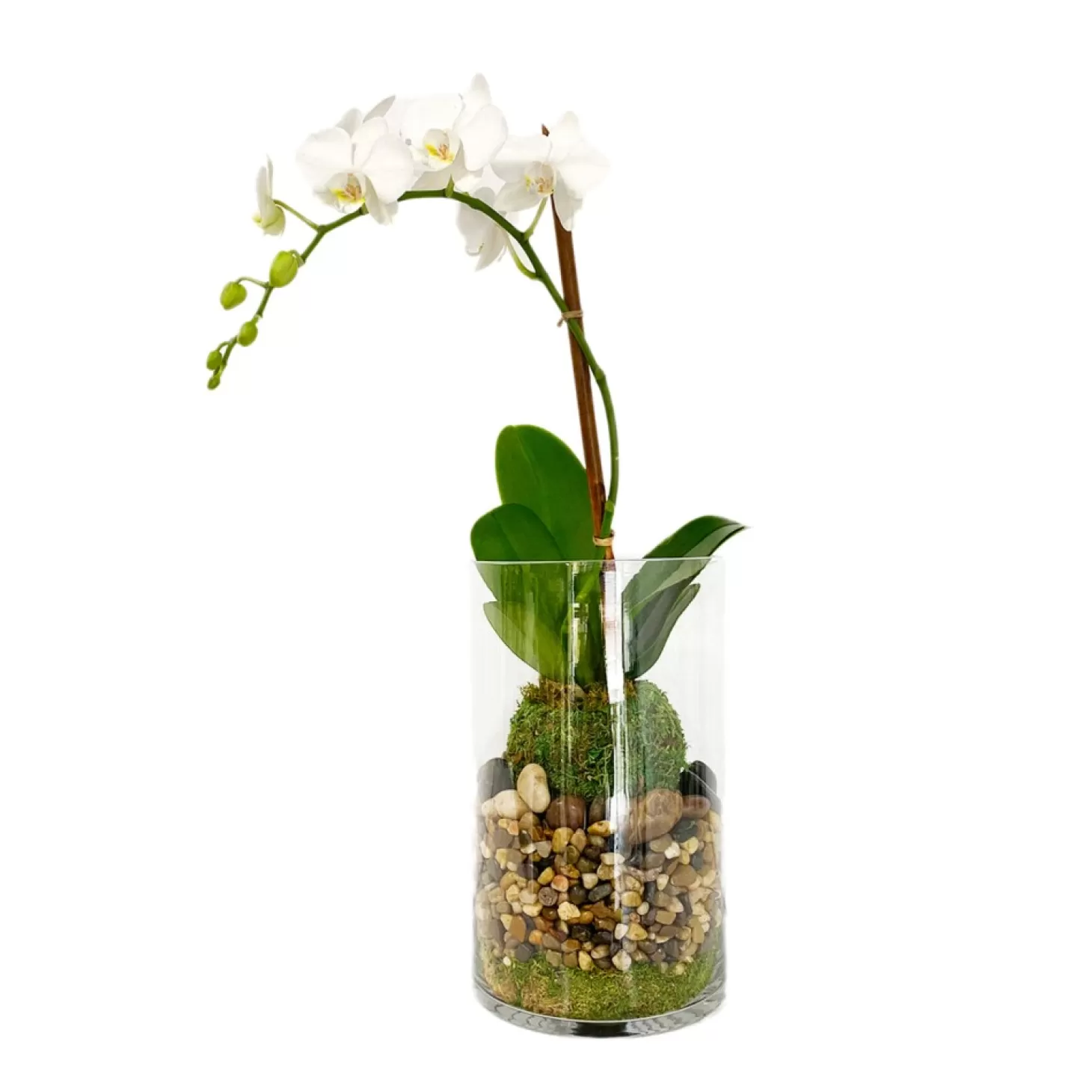 Indoor Planted Arrangements>Roger's Gardens Orchid Kokedama In Glass Cylinder