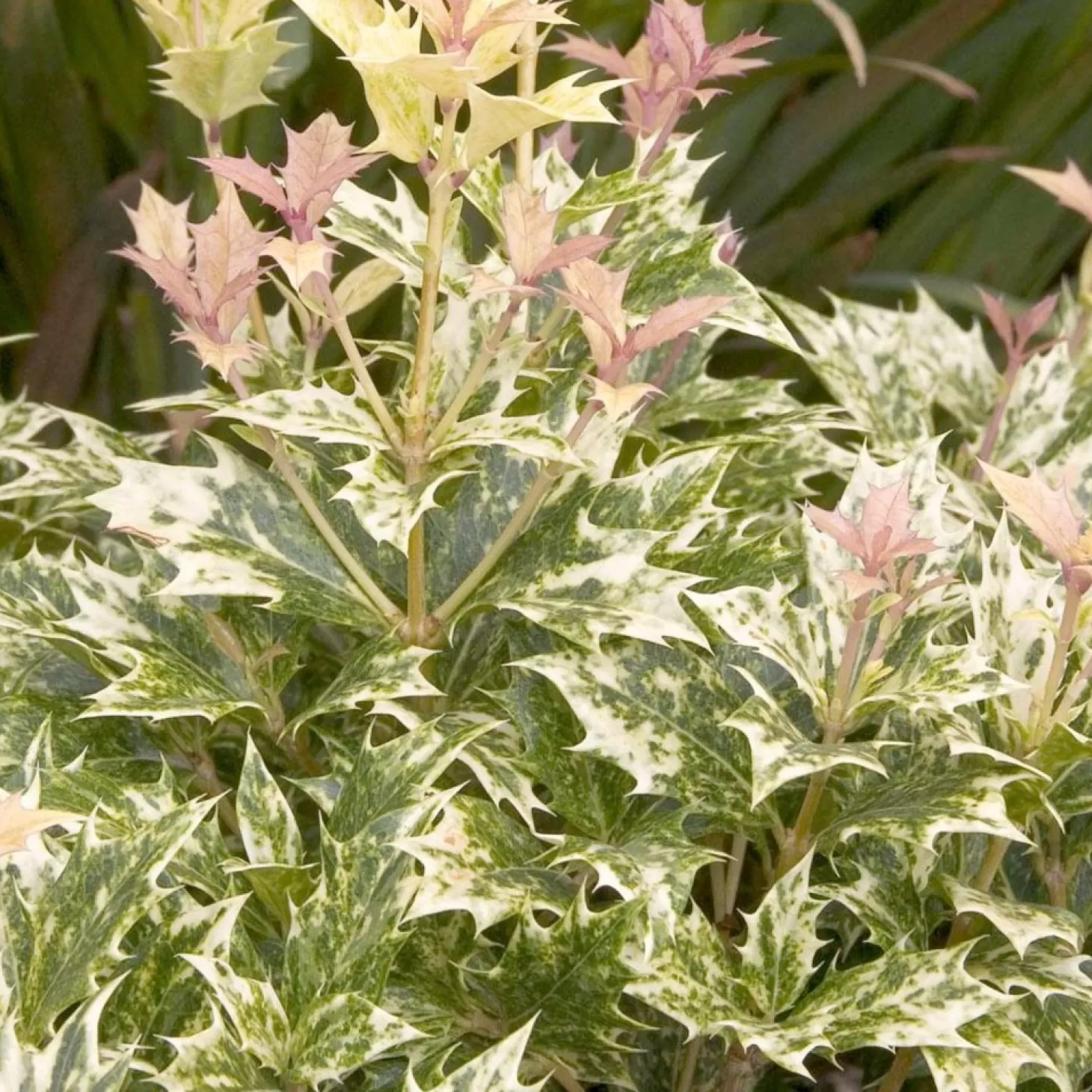 Landscape Plants>Roger's Gardens Osmanthus 'Goshiki' - Goshiki Osmanthus - 1 Gallon