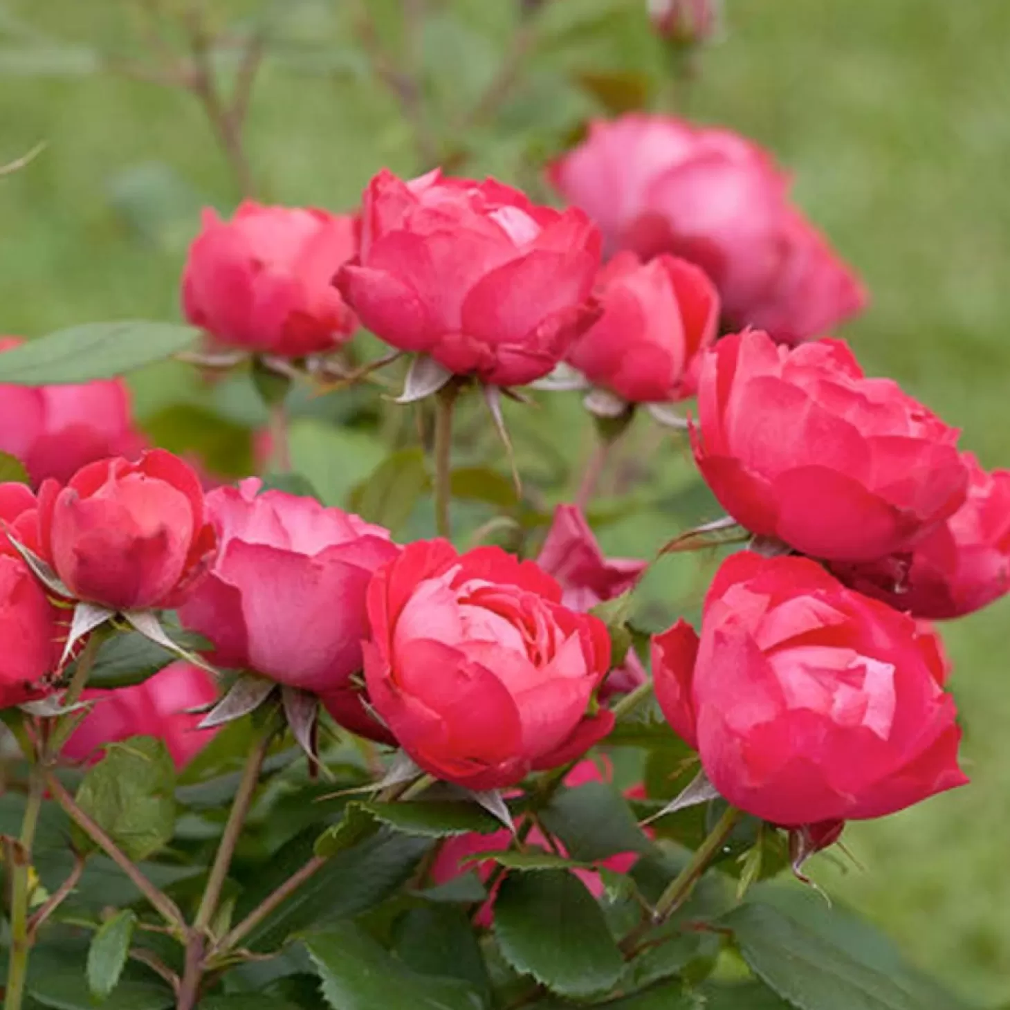 Roses>Roger's Gardens Oso Easy Double Red - 3 Gallon