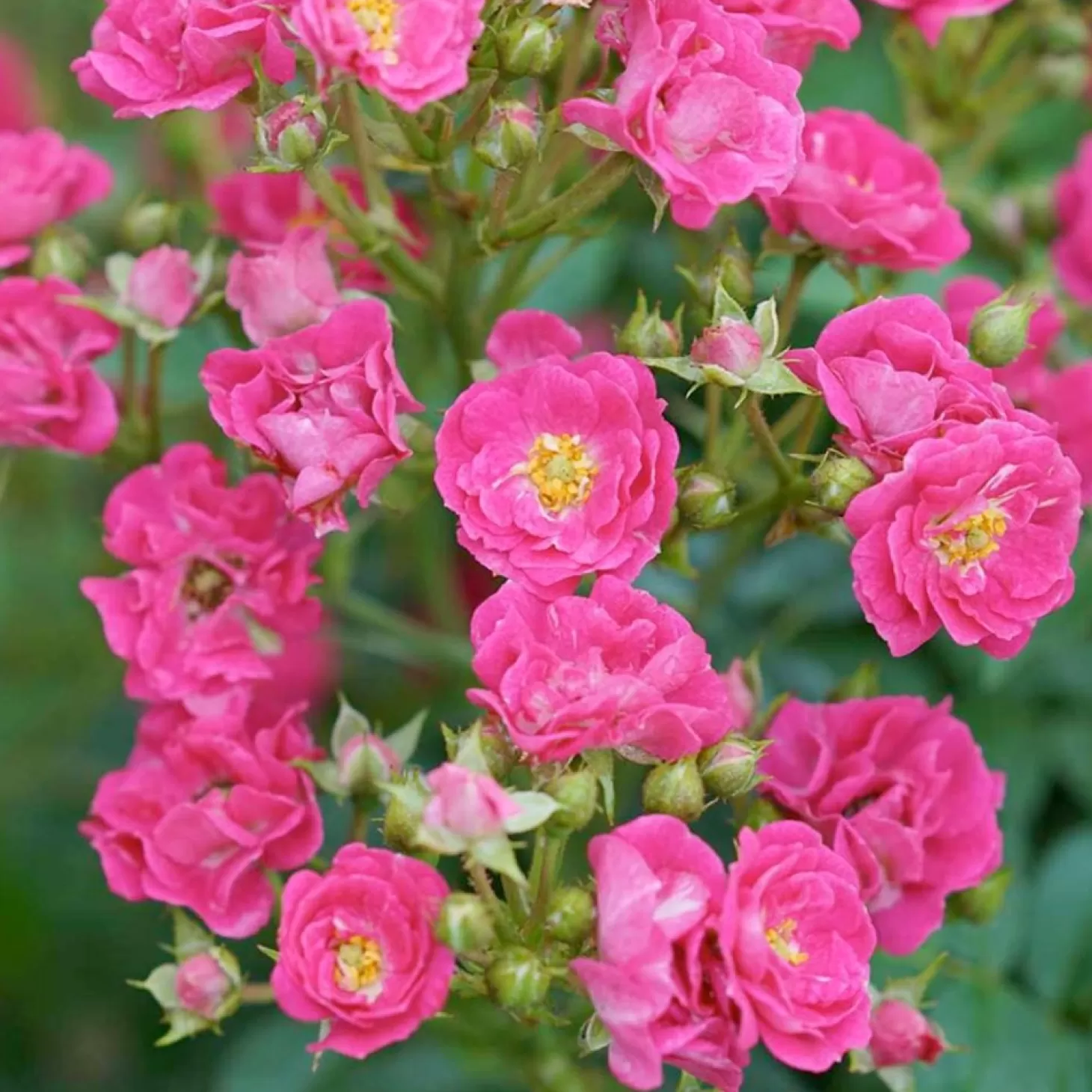 Roses>Roger's Gardens Oso Easy Peasy - 3 Gallon