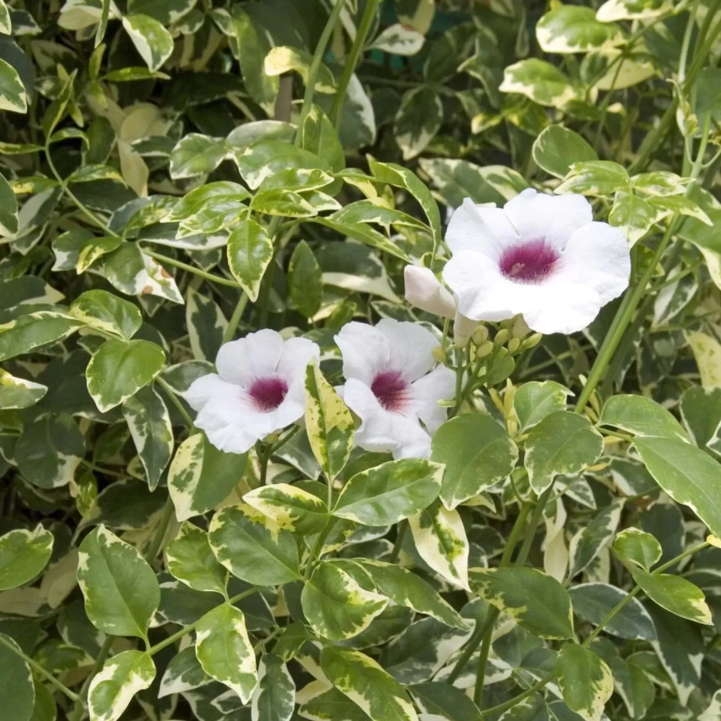 Landscape Plants>Roger's Gardens Pandorea Jasminoides 'Charisma - Charisma Bower Vine - 5 Gallon