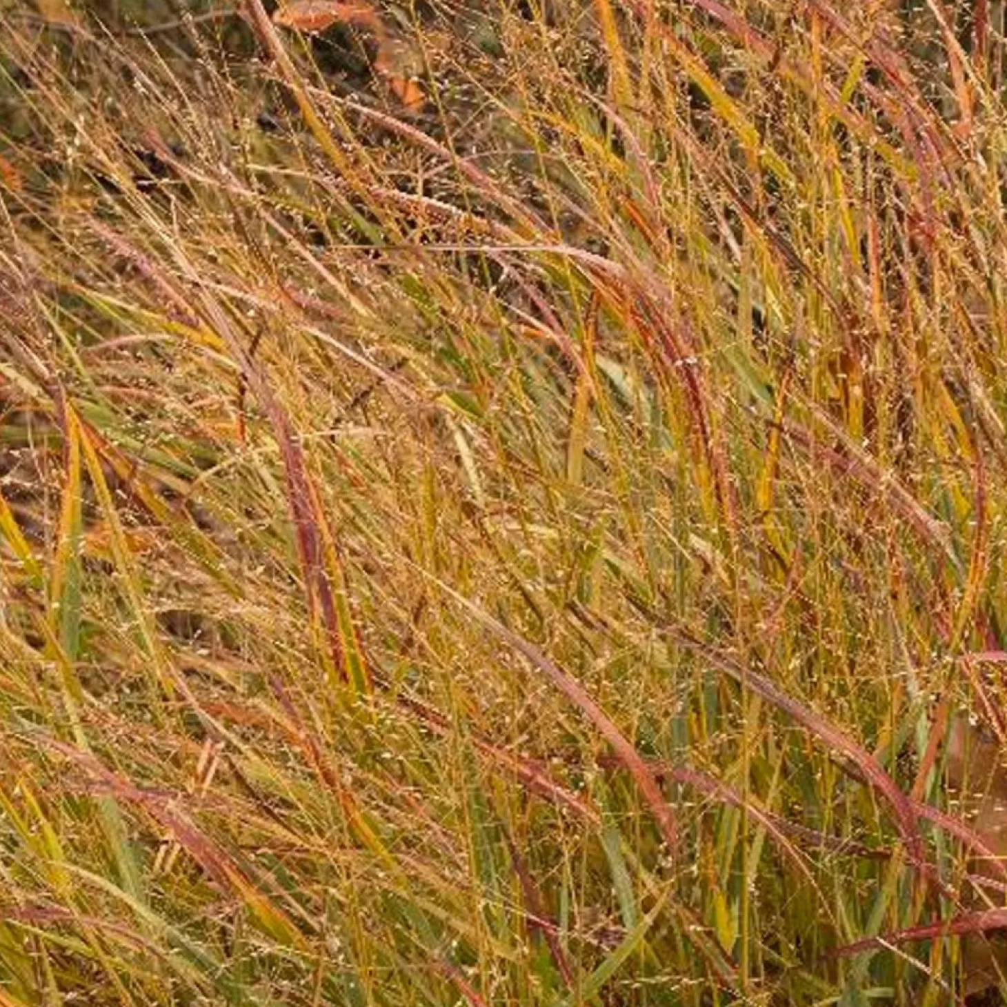 Landscape Plants>Roger's Gardens Panicum Vir. 'shenandoah' - Shenandoah Panic Grass - 1 Gallon