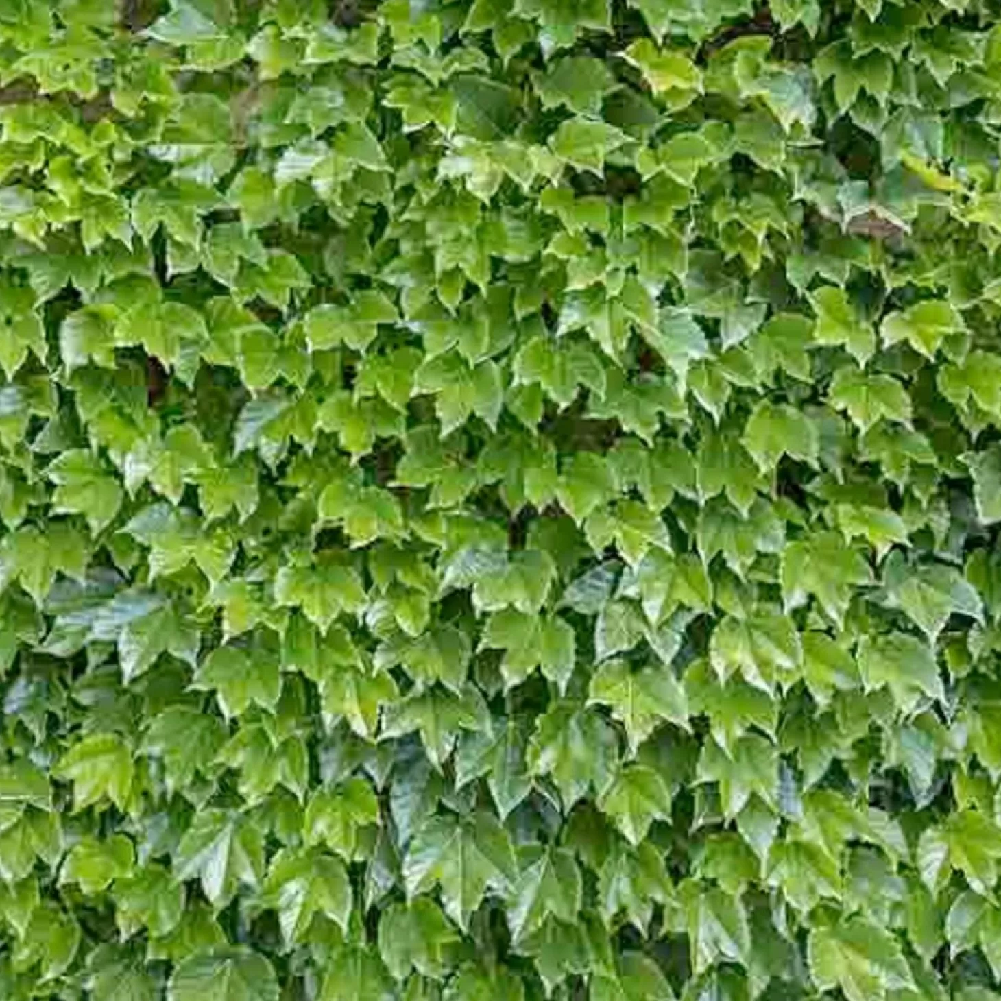 Landscape Plants>Roger's Gardens Parthenocissus 'Veitchii' - Boston Ivy - 5 Gallon