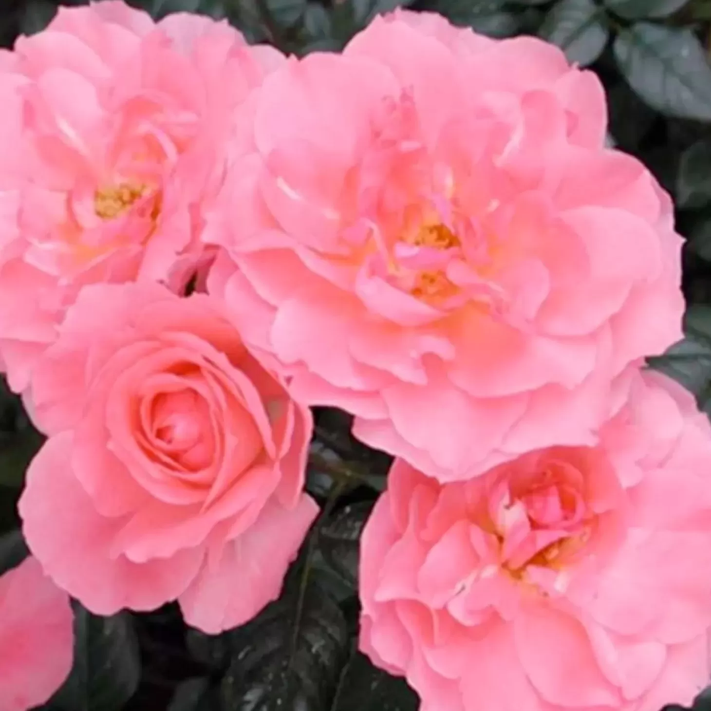 Roses>Roger's Gardens Passionate Kisses - 5 Gallon