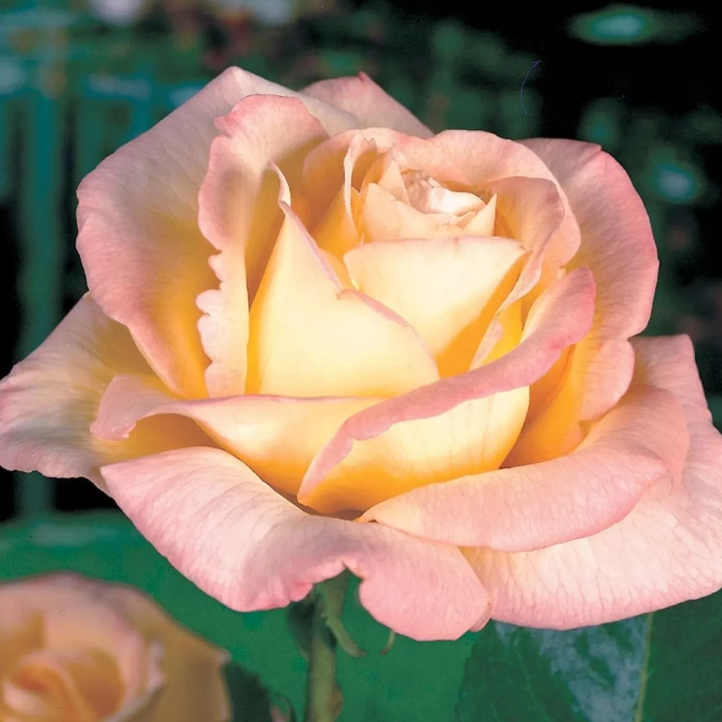 Roses>Roger's Gardens Peace - 36" Tree - 15 Gallon