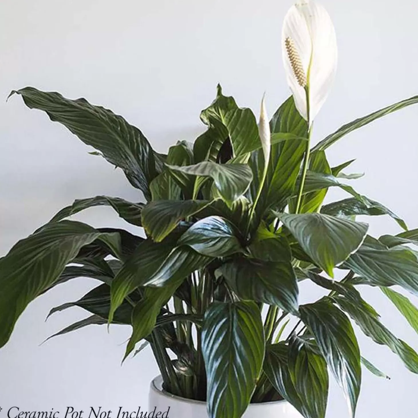 Indoor Plants>Roger's Gardens Peace Lily - Spathiphyllum 'Pablo' - 8In