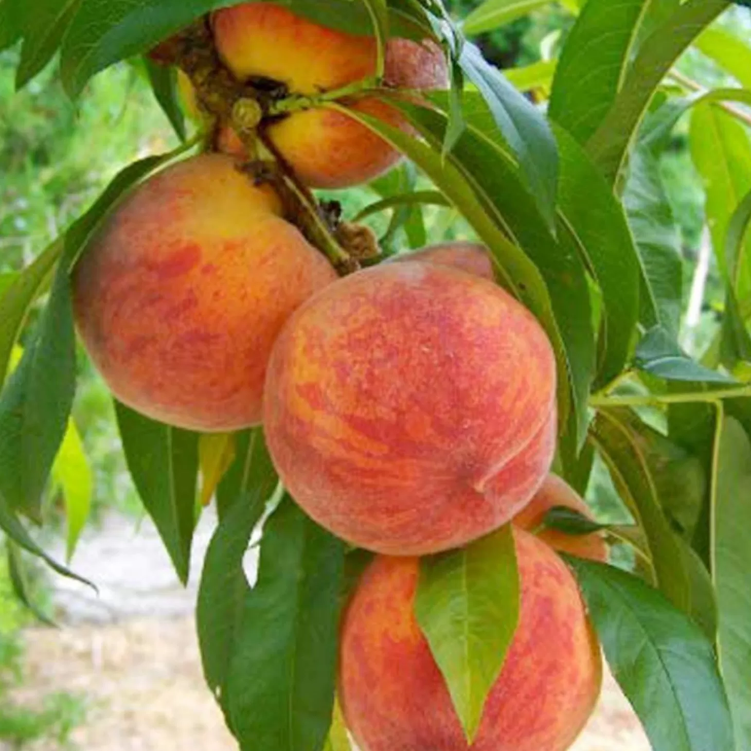 Fruit Trees>Roger's Gardens Peach 'August Pride' - Semi-Dwarf - #15 Gallon