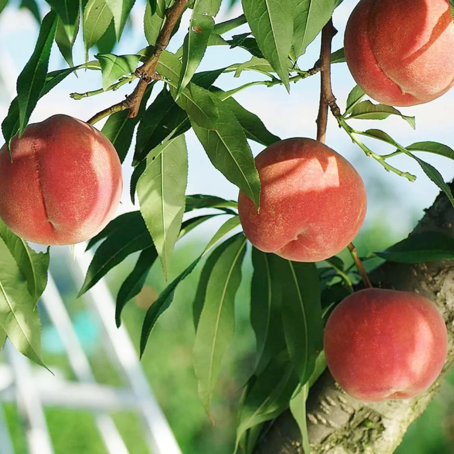 Fruit Trees>Roger's Gardens Peach 'Babcock White' - Semi-Dwarf - #15 Gallon