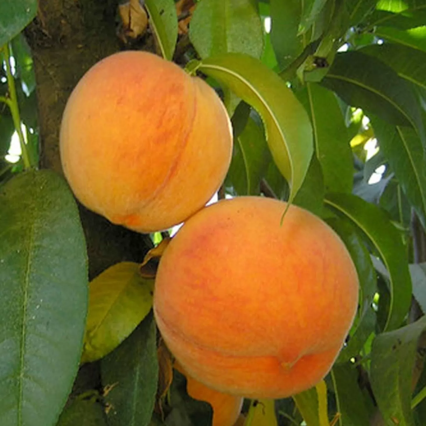 Fruit Trees>Roger's Gardens Peach 'Bonita' - Semi-Dwarf - #5 Gallon