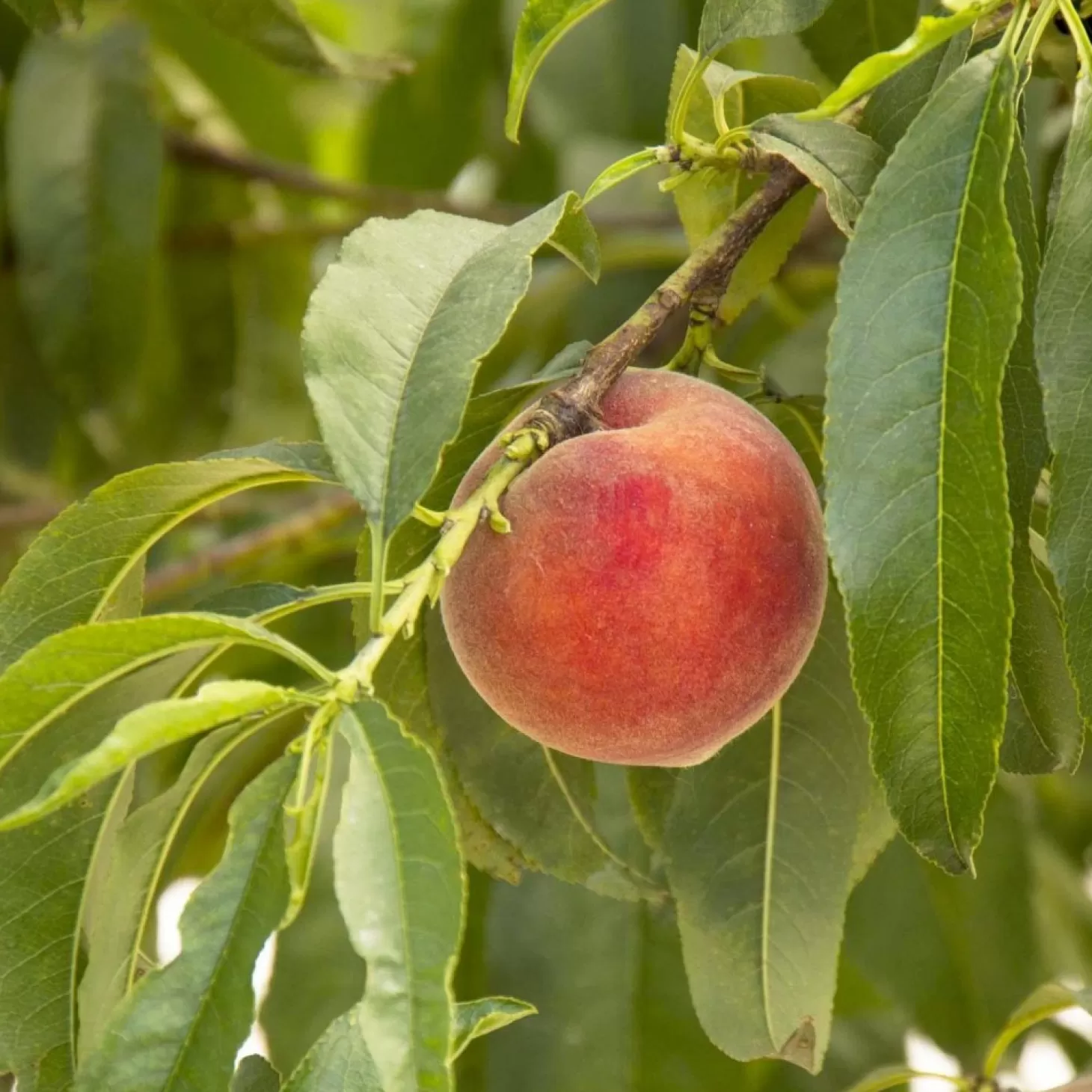 Landscape Plants>Roger's Gardens Peach 'Desert Gold' - #10 Gallon