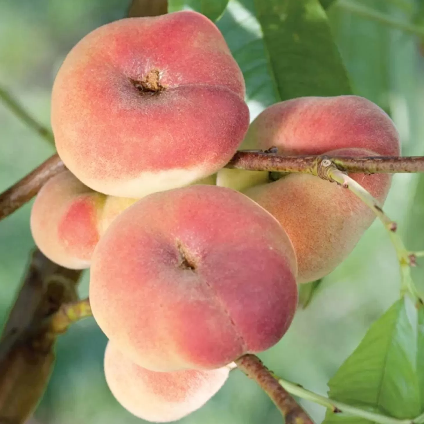 Fruit Trees>Roger's Gardens Peach 'Donut' (Stark Saturn)' - Semi-Dwarf - #15 Gallon