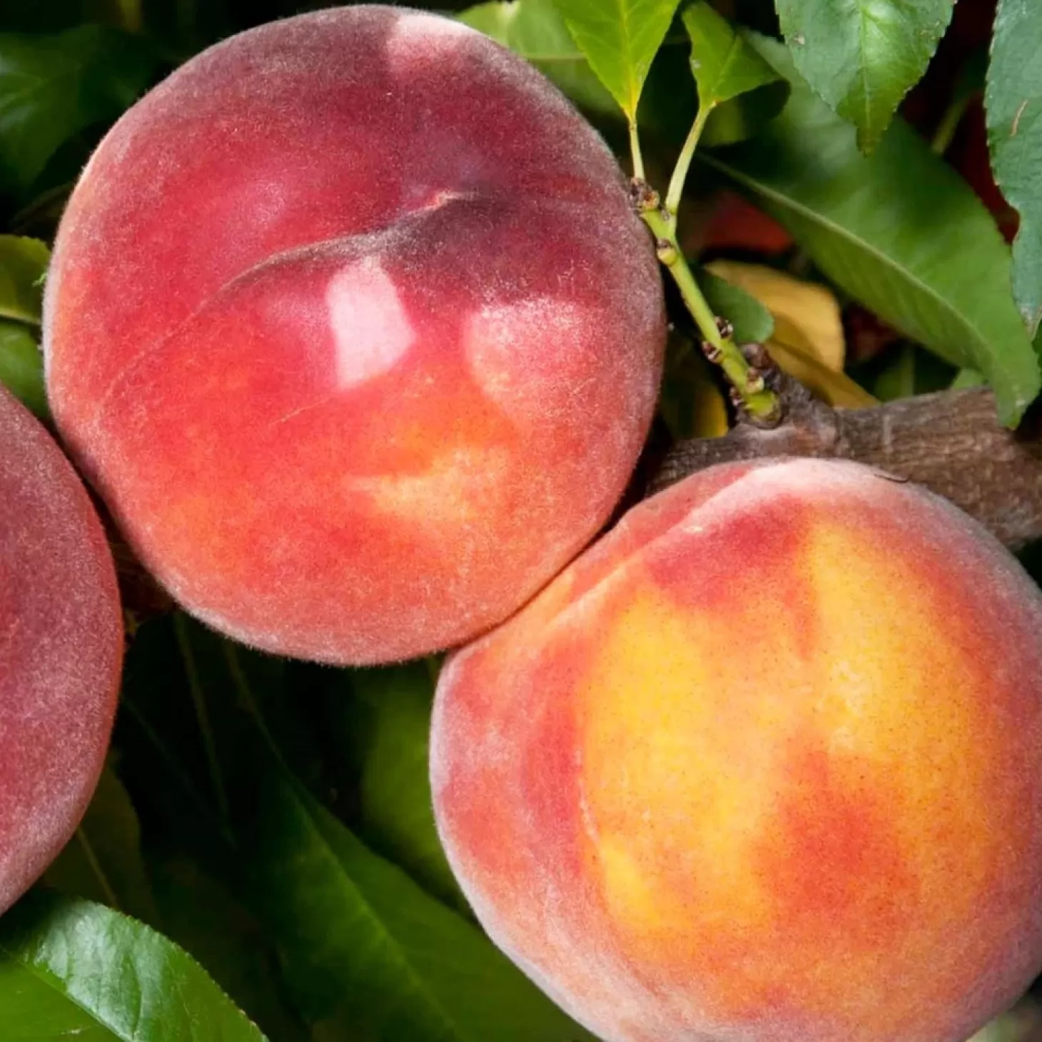 Fruit Trees>Roger's Gardens Peach 'Eva's Pride' - Semi-Dwarf - 24" Box